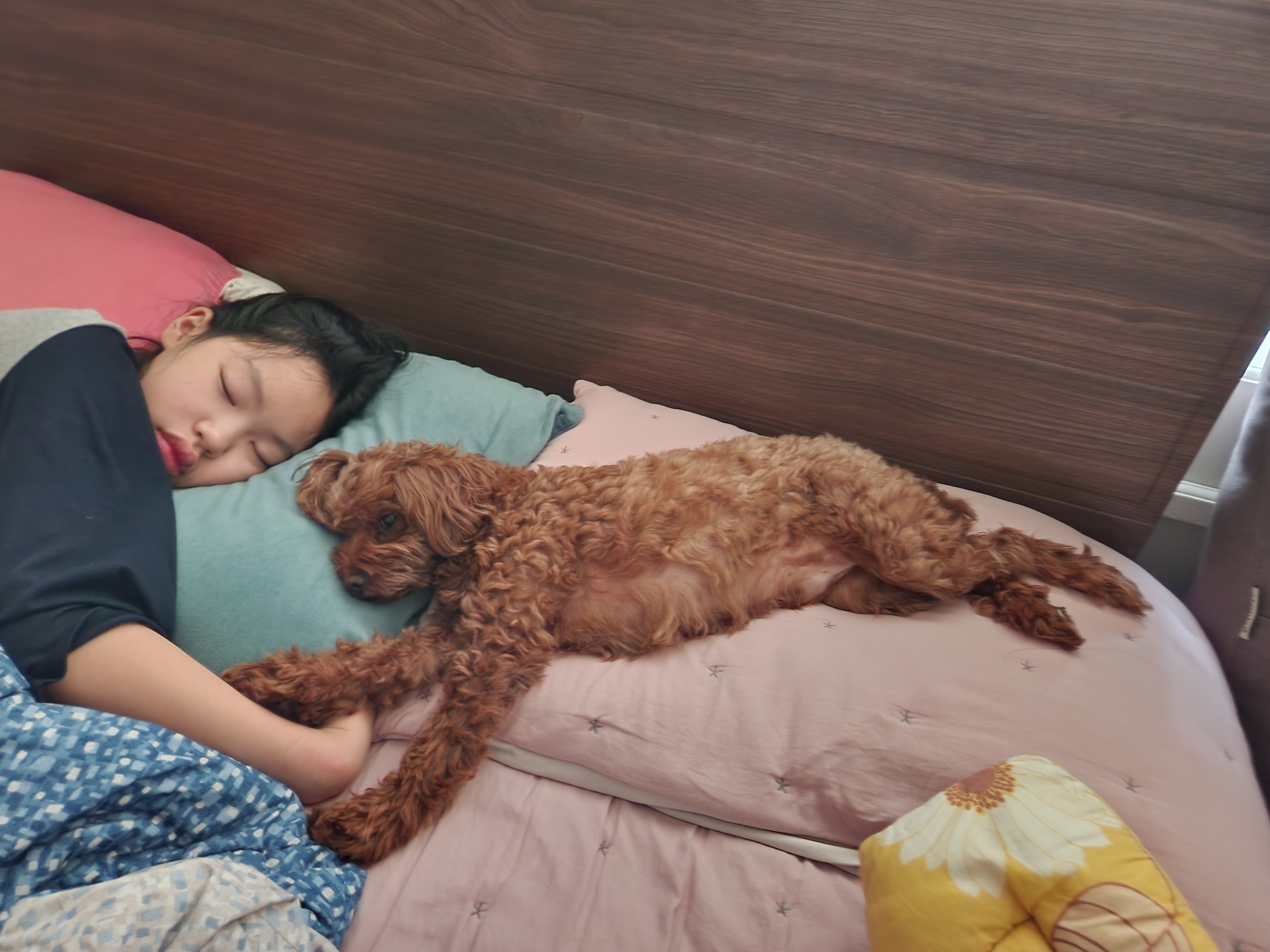 코아 입양 4년후기입니다