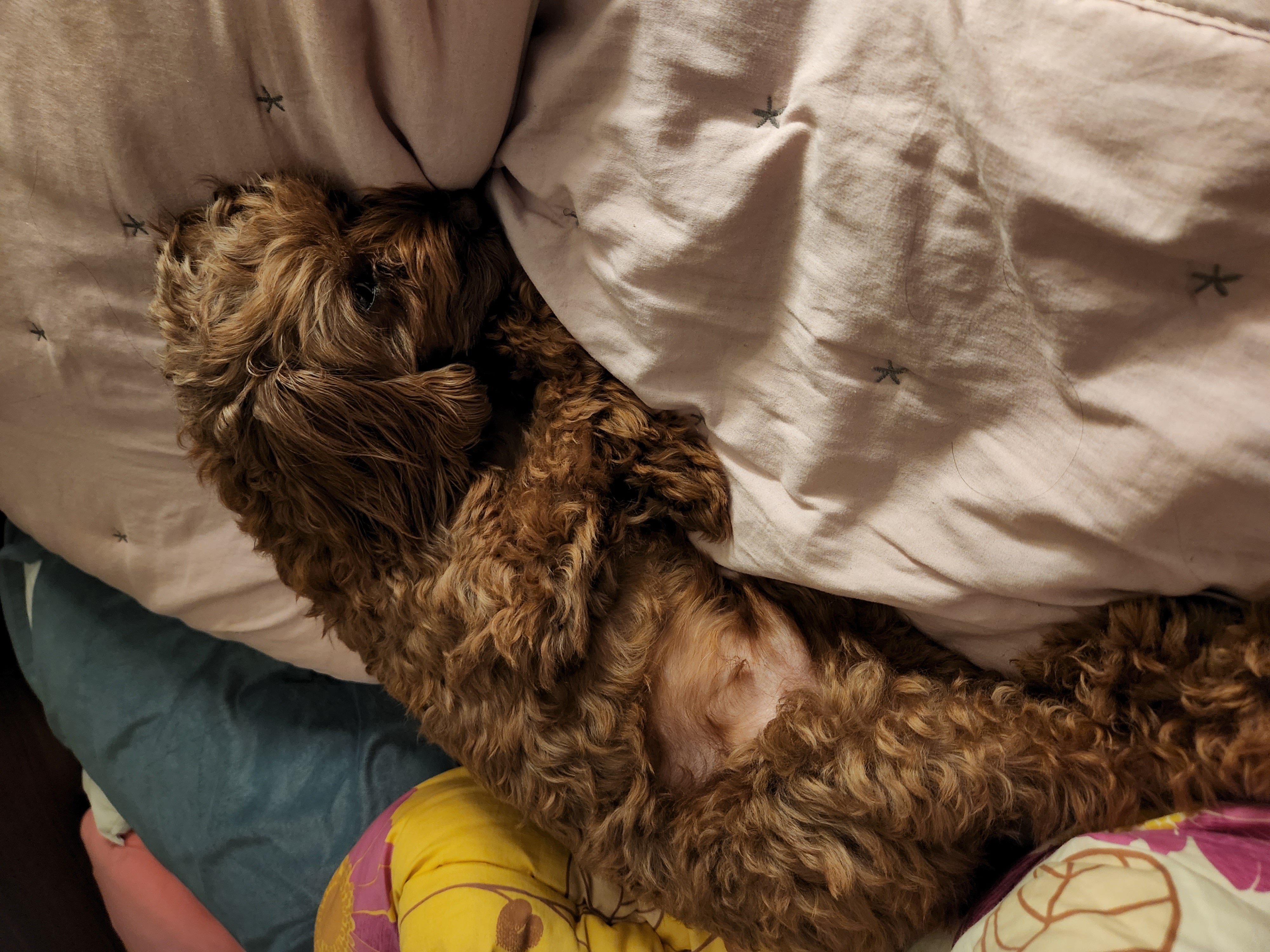 코아 입양 4년후기입니다