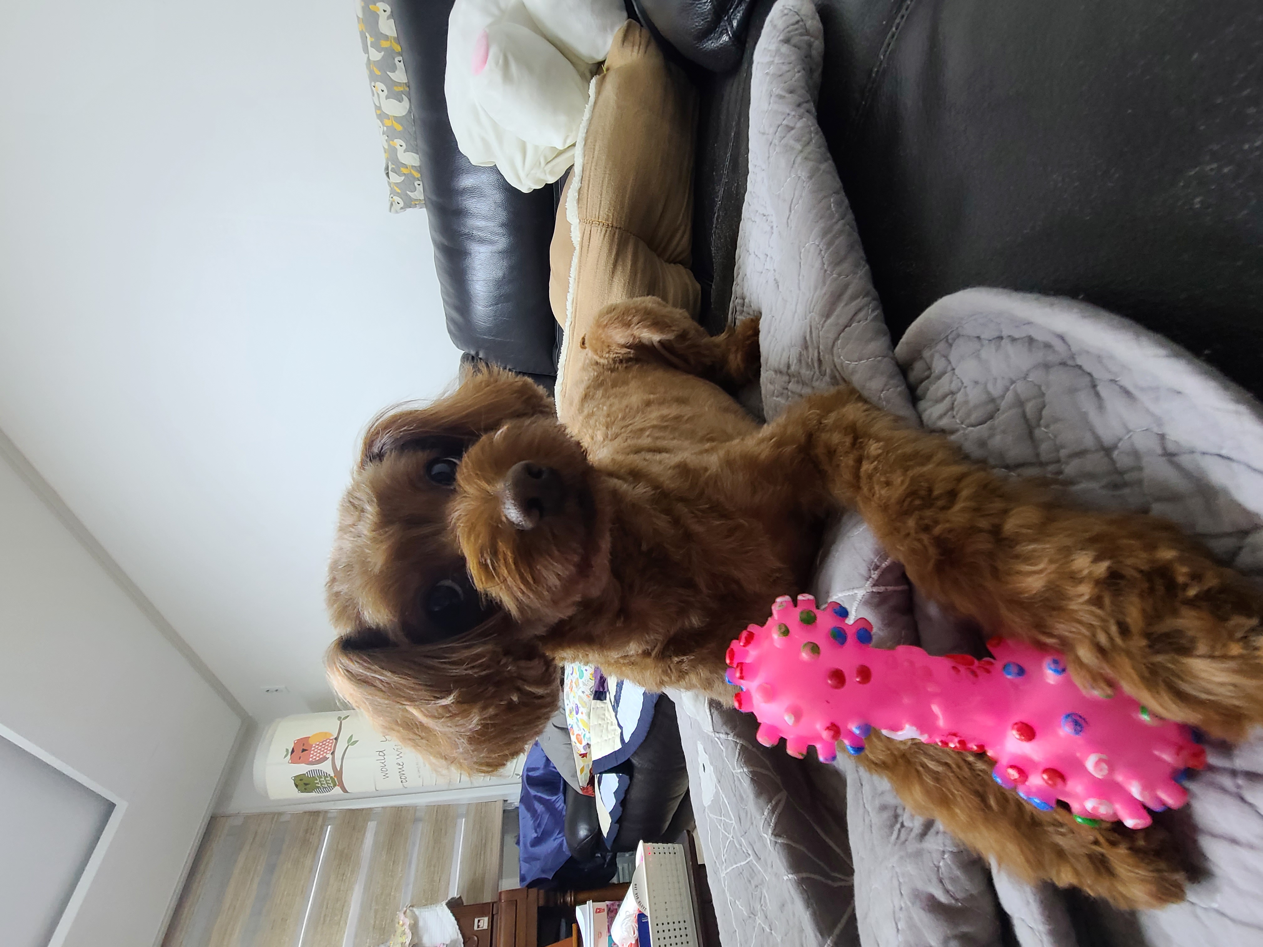 코아 입양 4년후기입니다