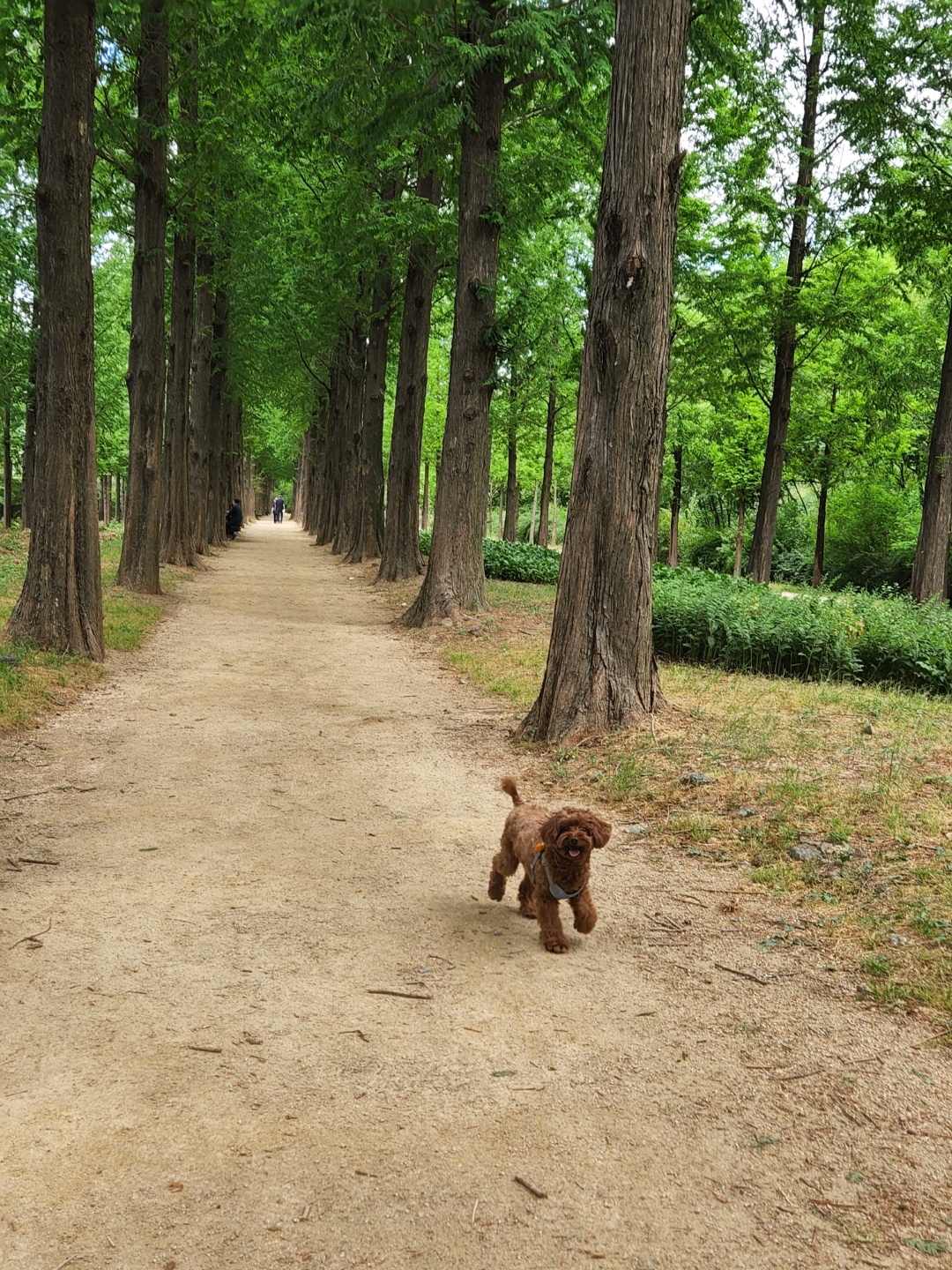 코아 입양 4년후기입니다