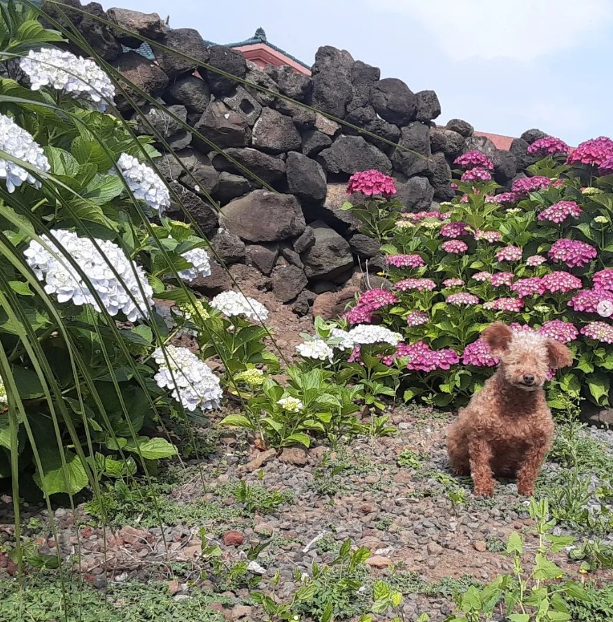 장금이 (시흥 영심이) 벌써 입양 3년이되었네요. ^^