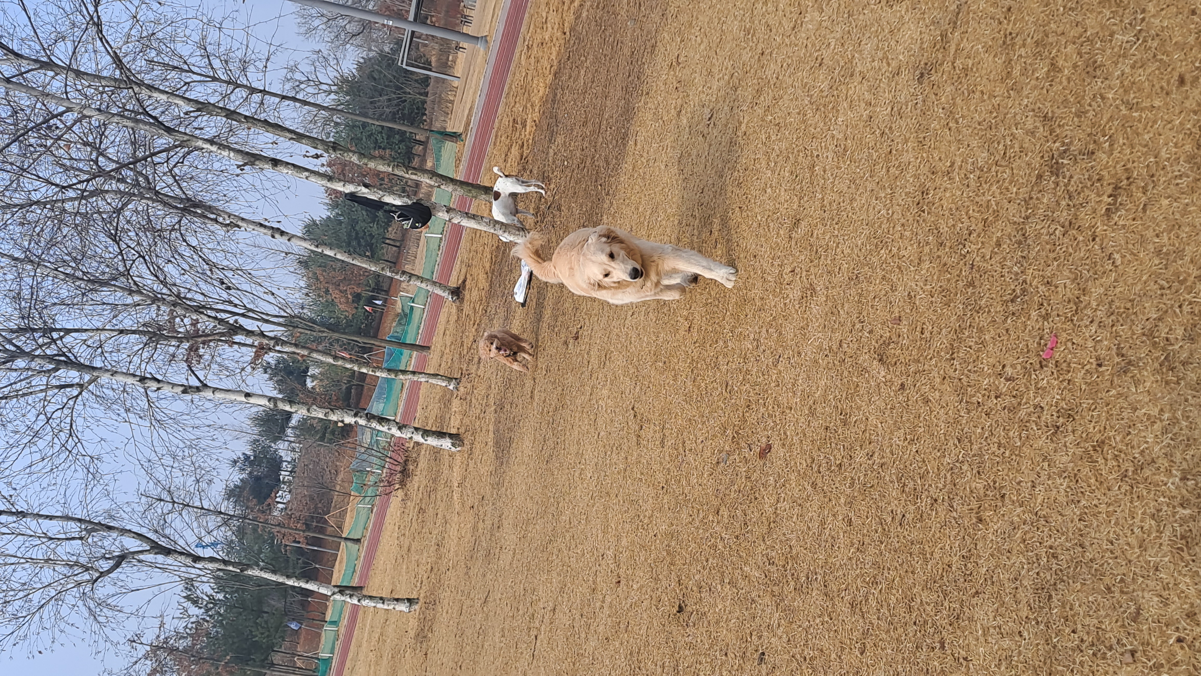 토토입양후기( 예전이름 승지옜던거같아요)