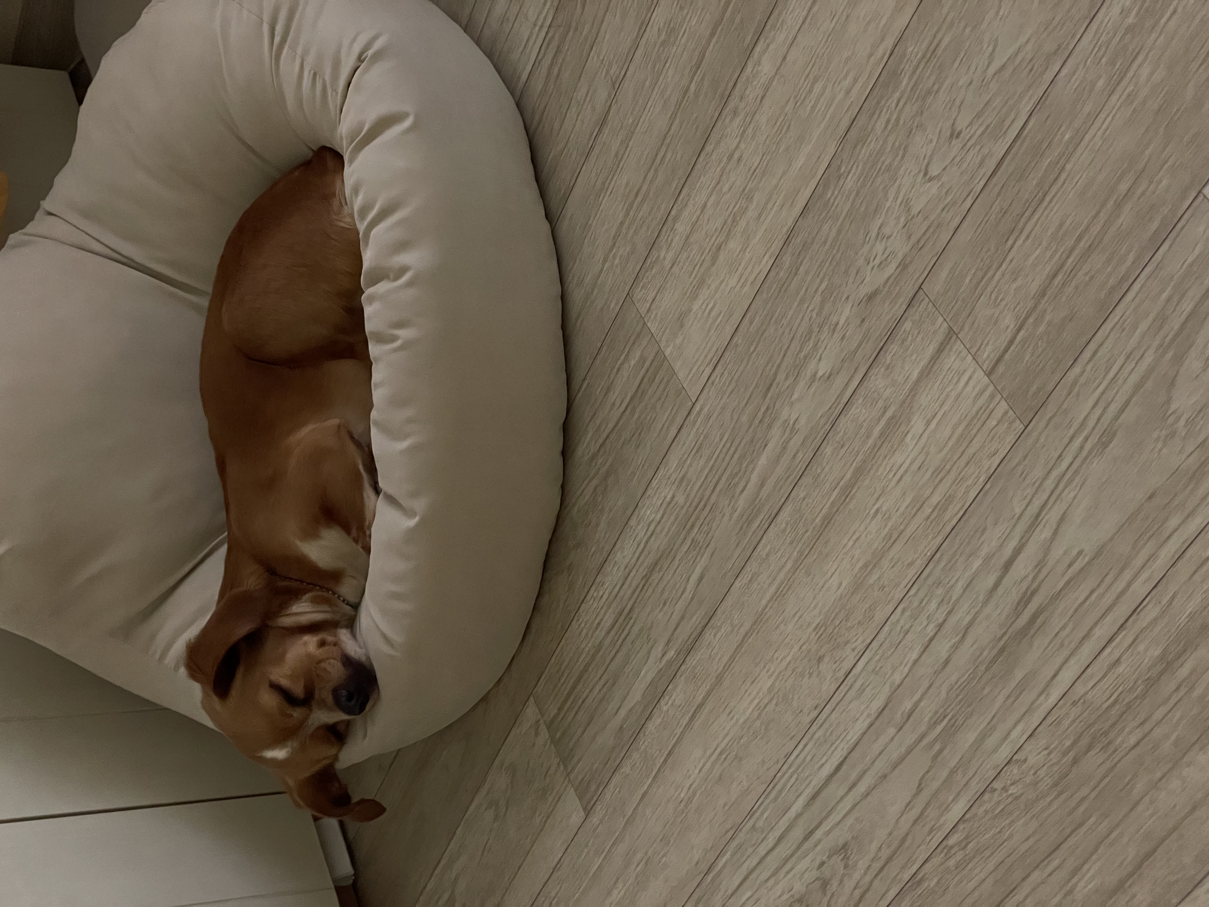 밤이(삐삐)가 가족이 된지 55일이 되었어요