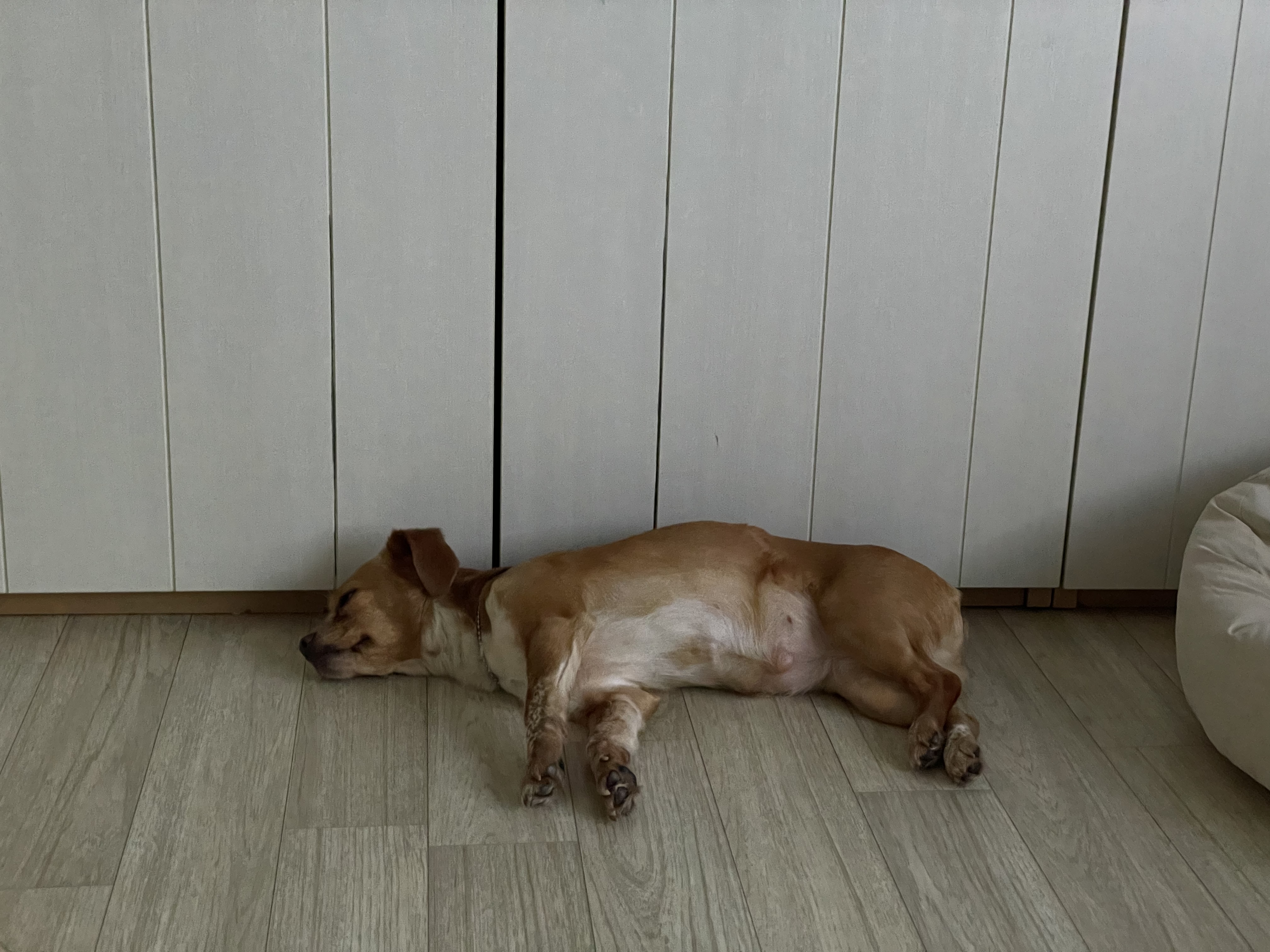 밤이(삐삐)가 가족이 된지 55일이 되었어요