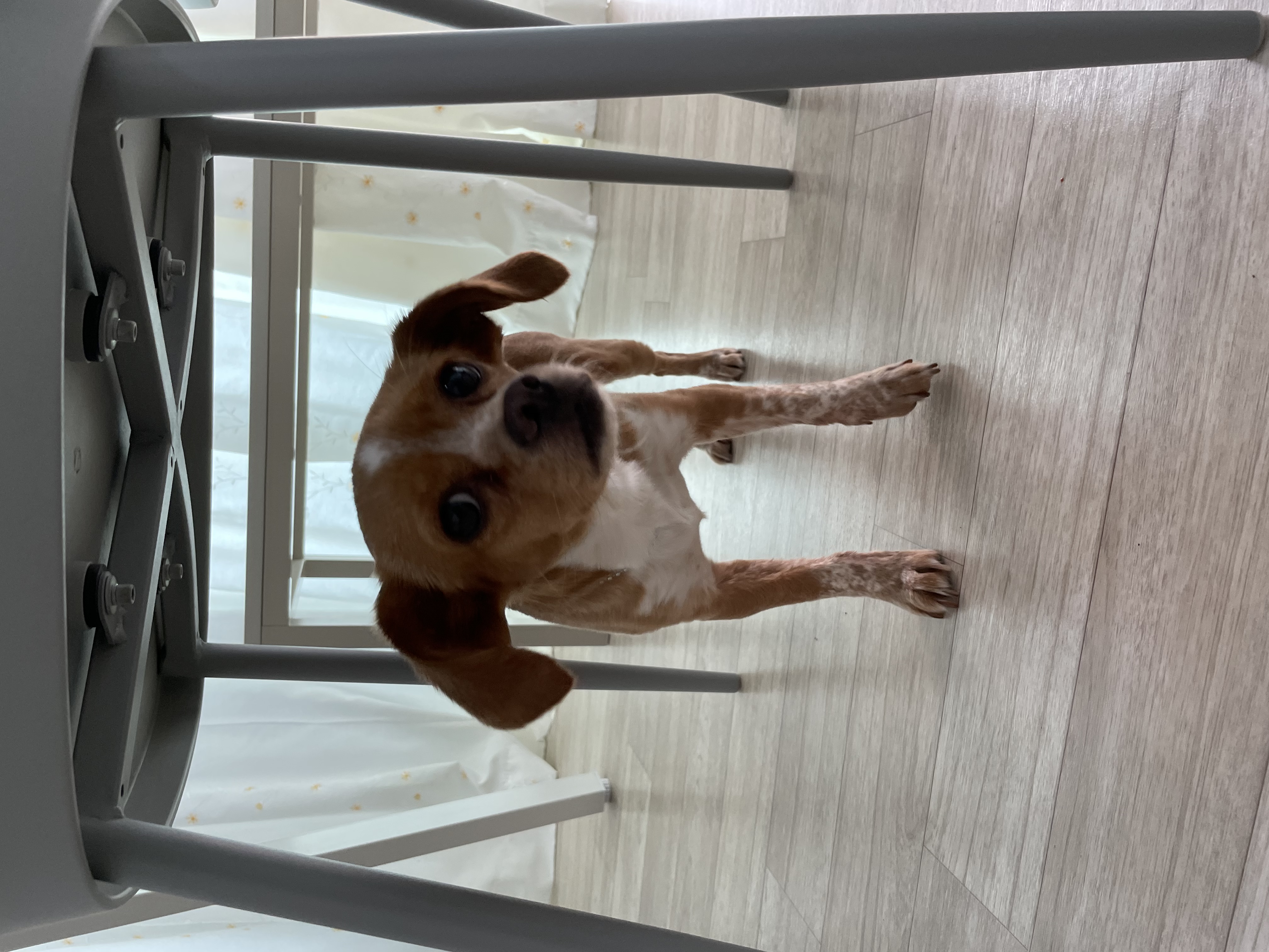 밤이(삐삐)가 가족이 된지 55일이 되었어요