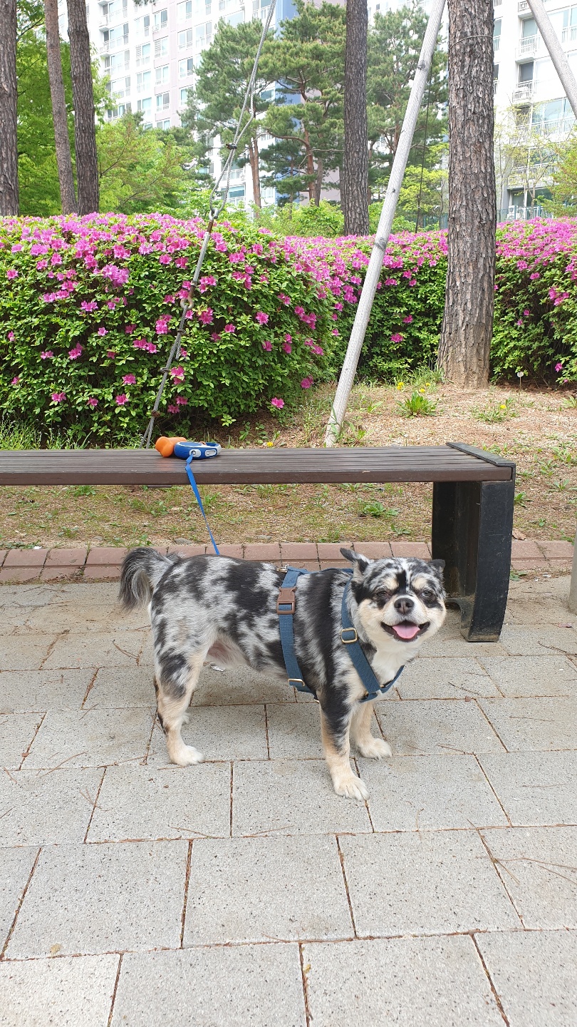 평택치와와자견  이쁜 코코