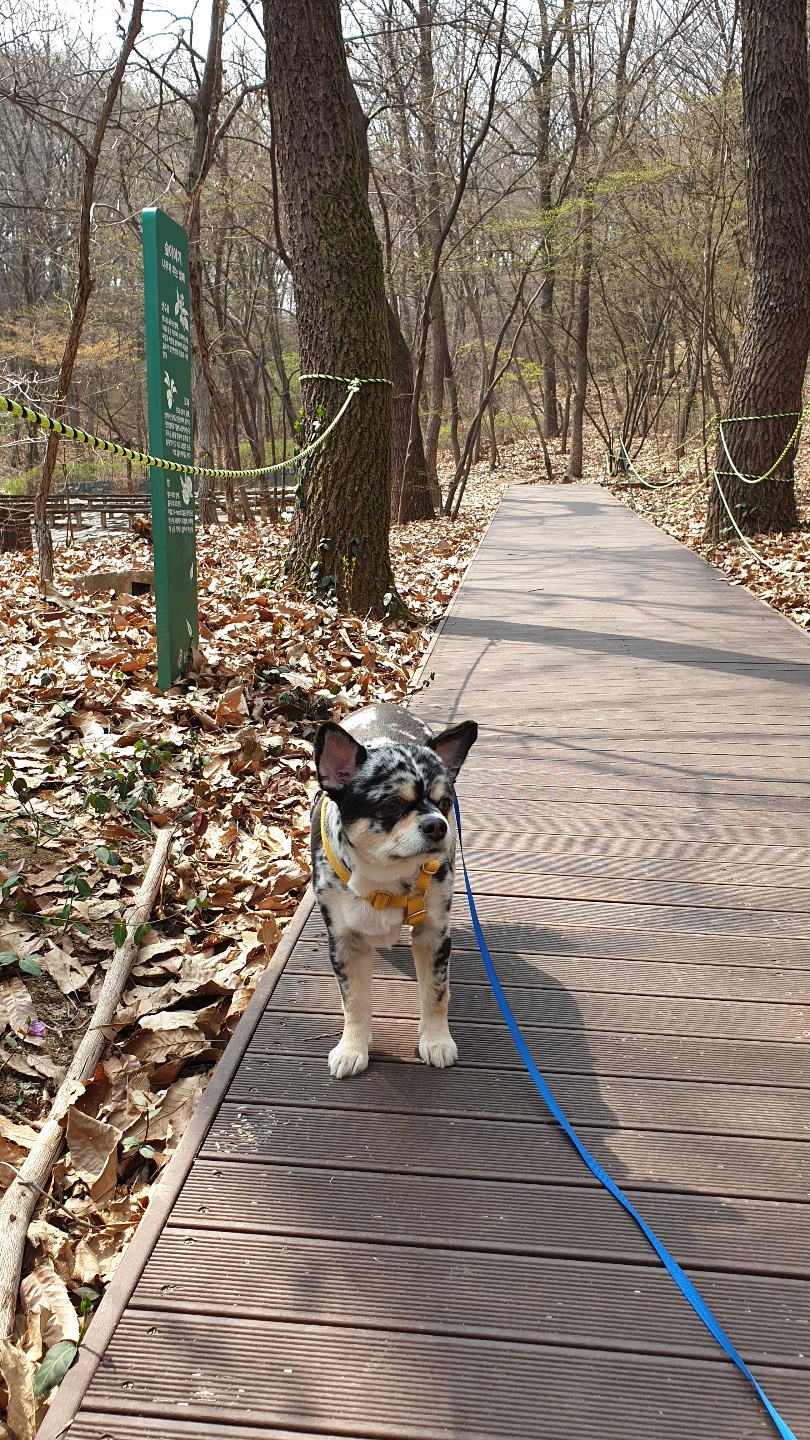 평택치와와자견  이쁜 코코