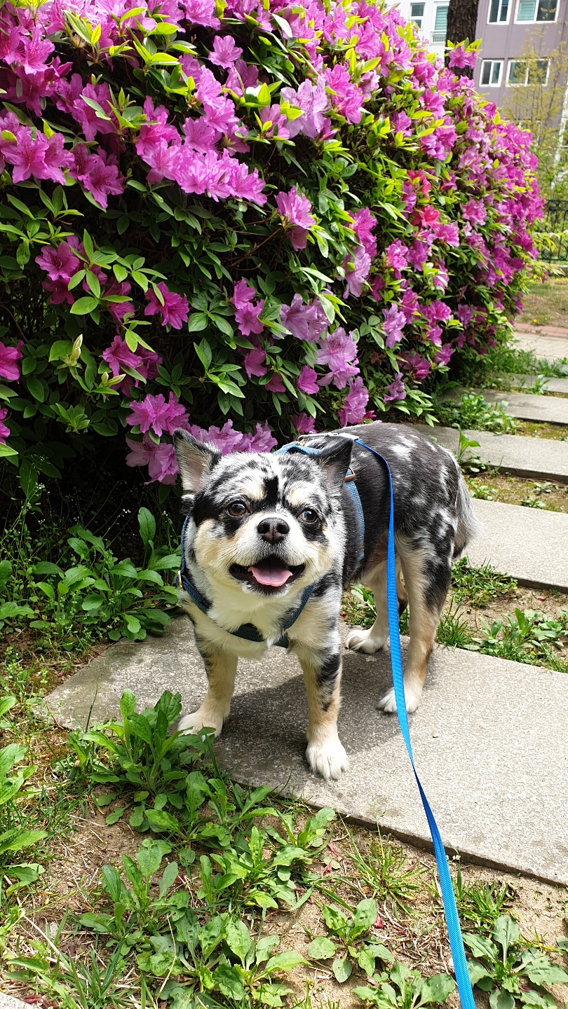 평택치와와자견  이쁜 코코