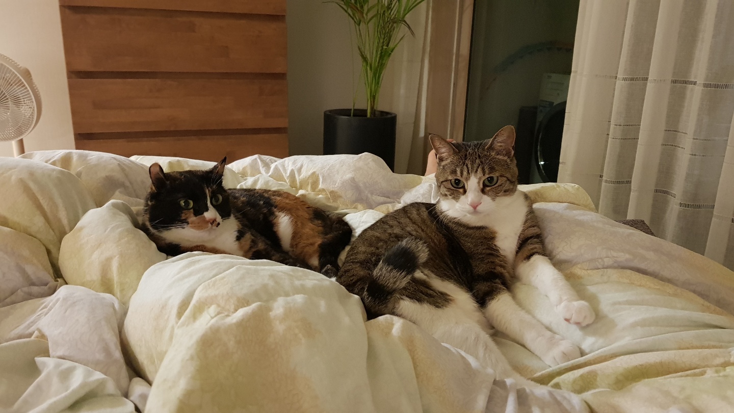 달이(구 차차) 입양 3년차 이야기