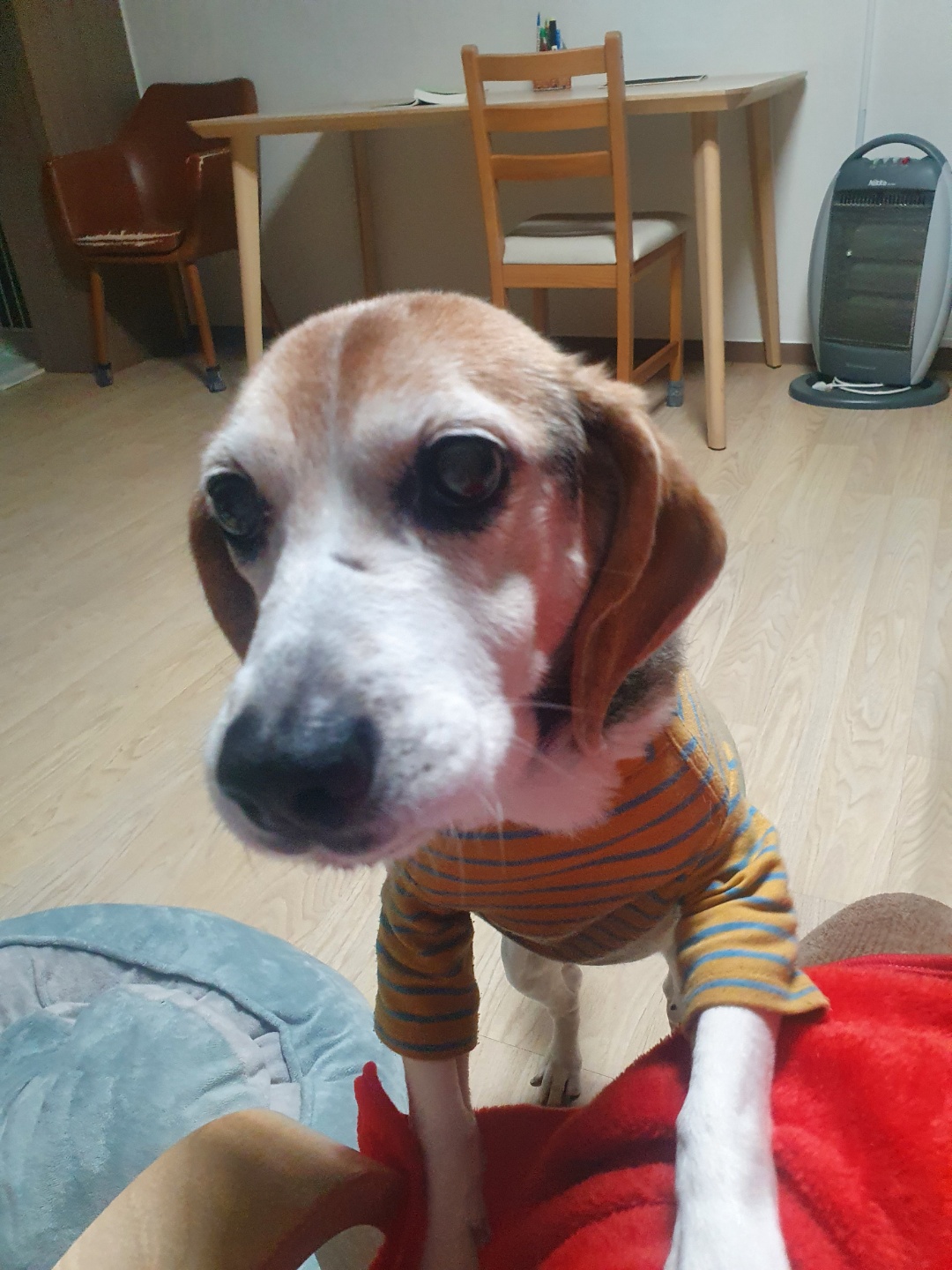 미키(루키아) 소식입니다.