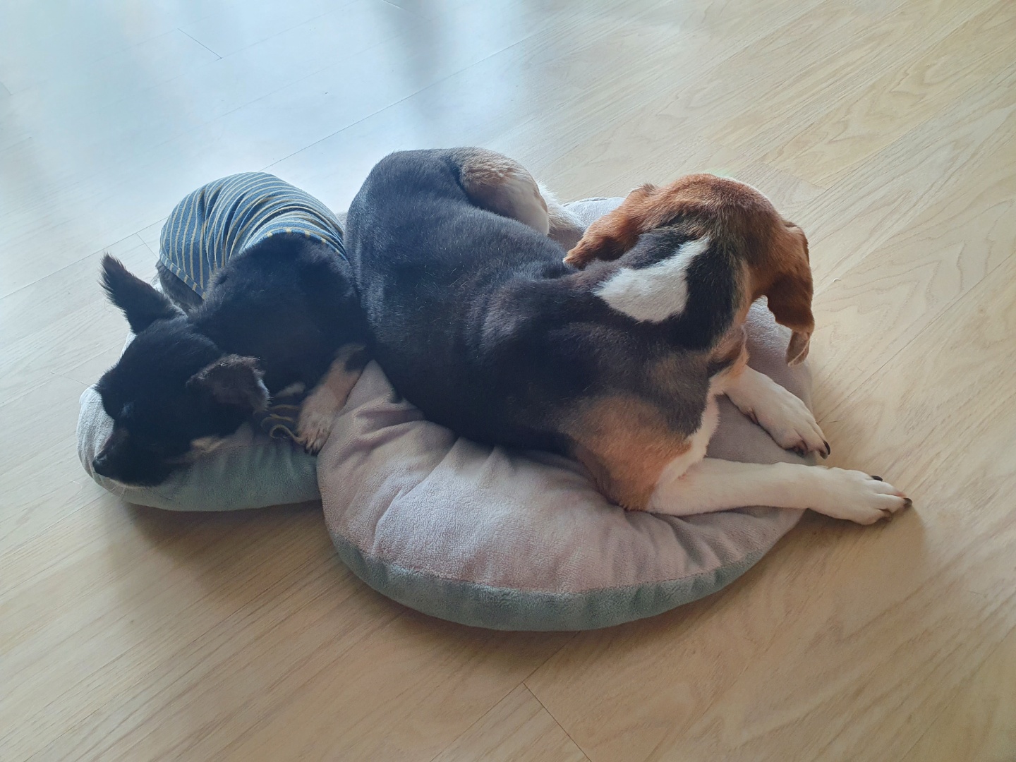 미키(루키아) 소식입니다.