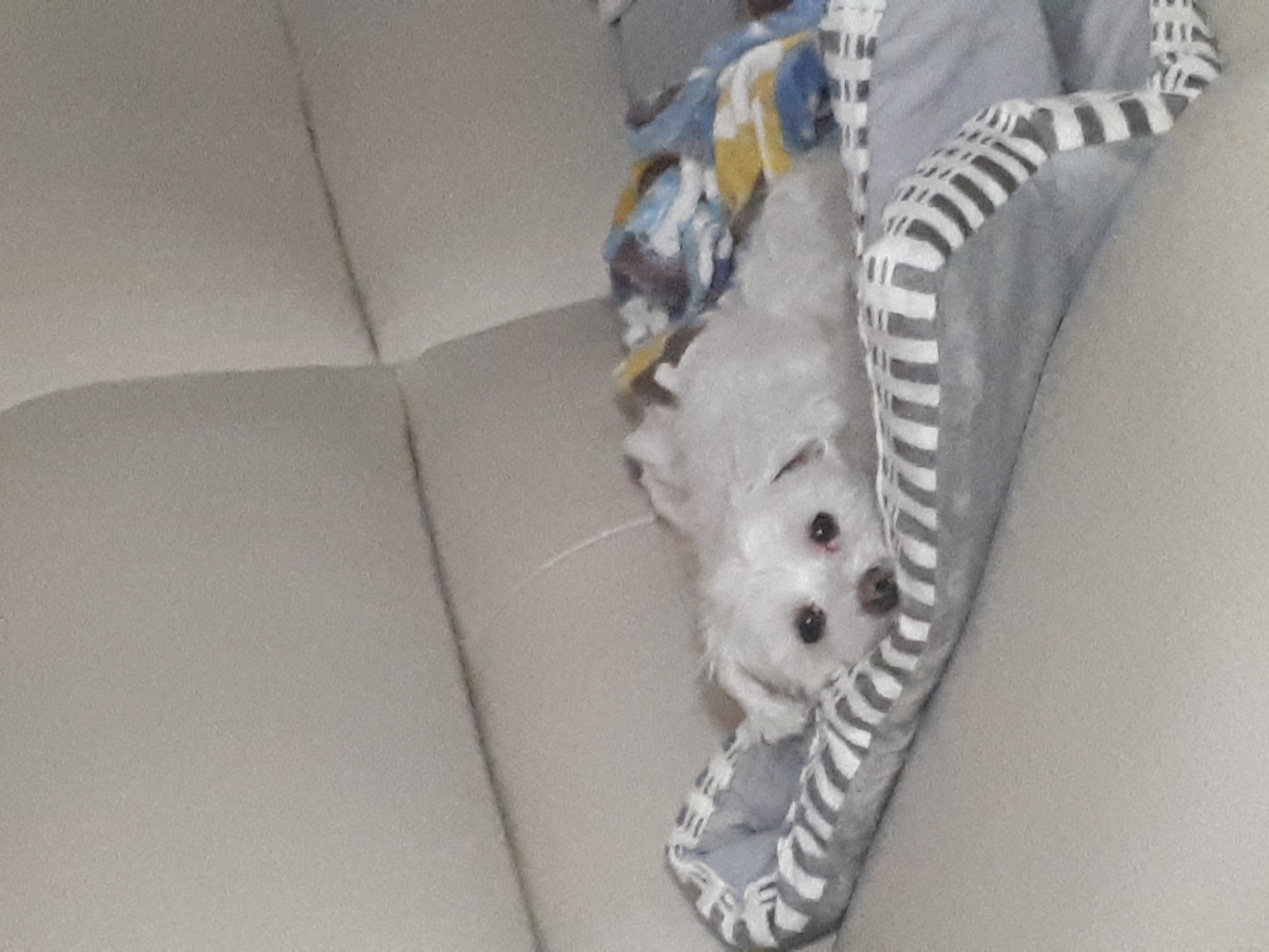 돌돌이와 함께~