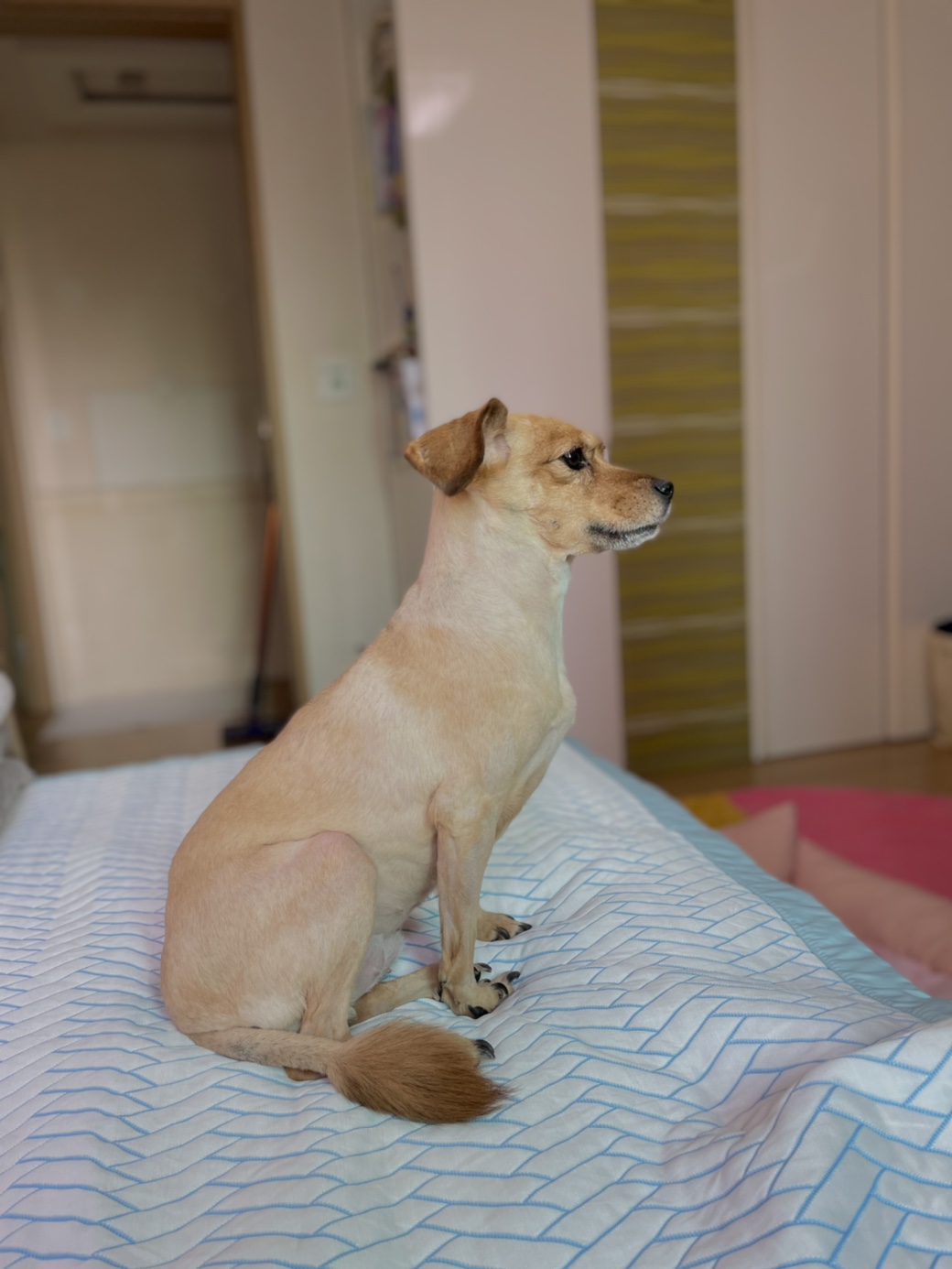 도담이와 가족이 된지 벌써 만 2년입니다~^^