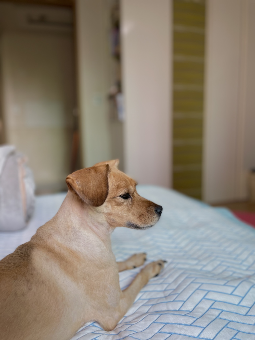 도담이와 가족이 된지 벌써 만 2년입니다~^^