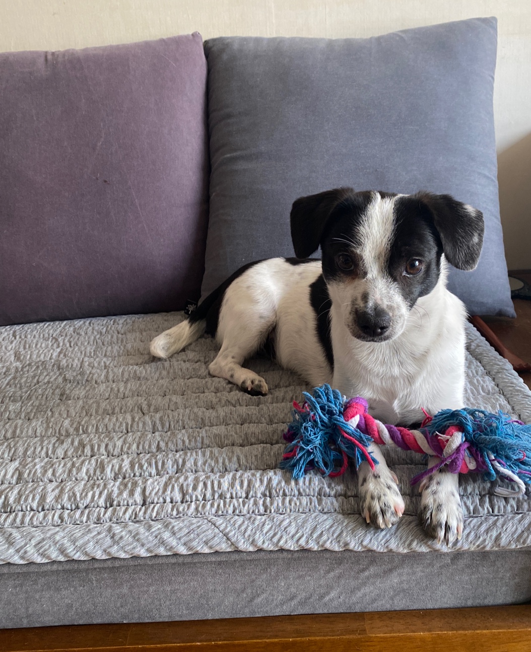 아키(하얀이)가 온지 6개월이 지났습니다!