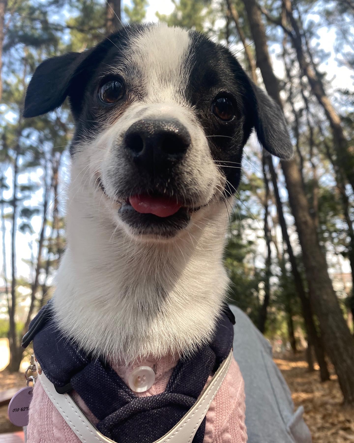 아키(하얀이)가 온지 6개월이 지났습니다!