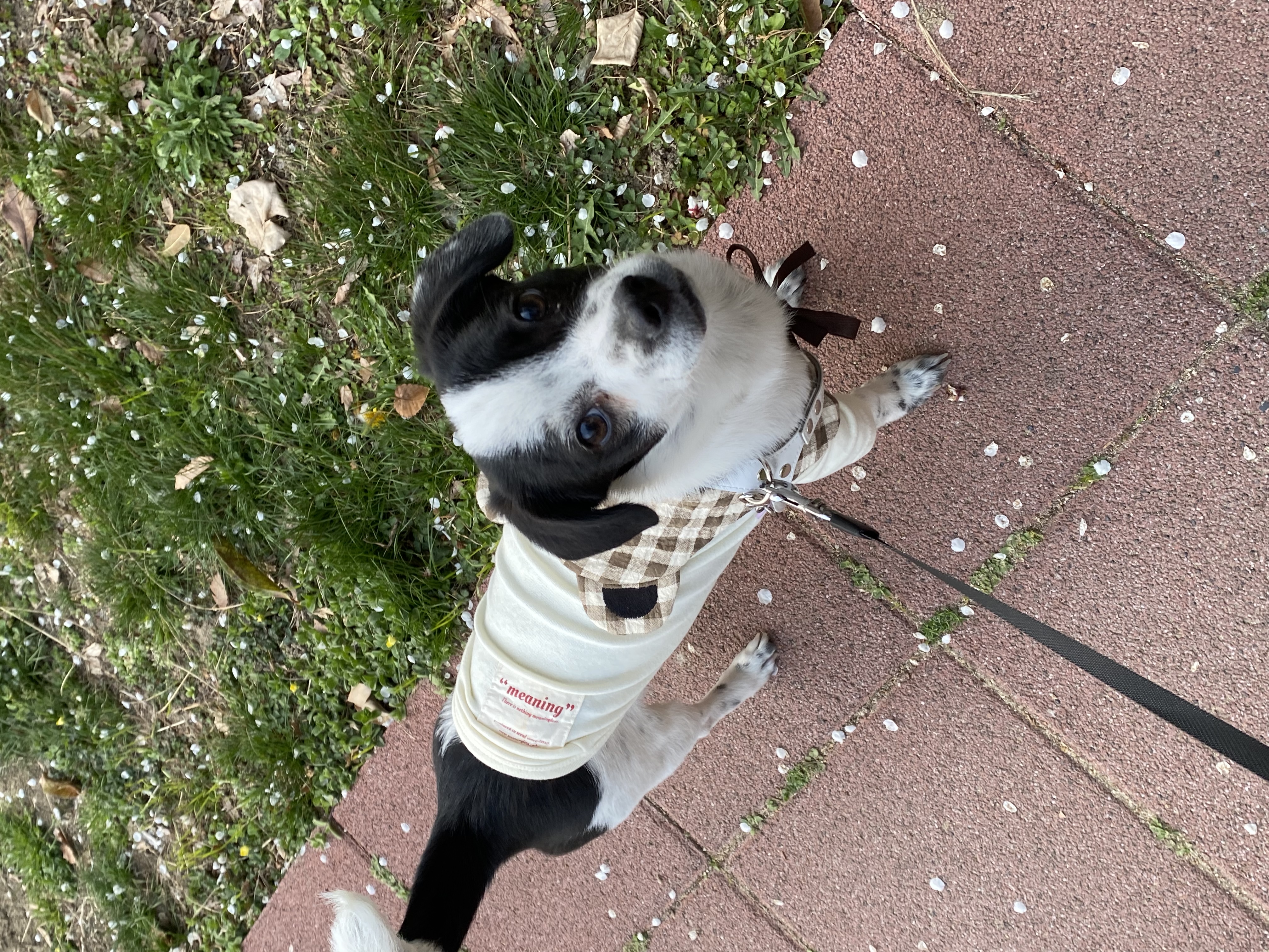 아키(하얀이)가 온지 6개월이 지났습니다!