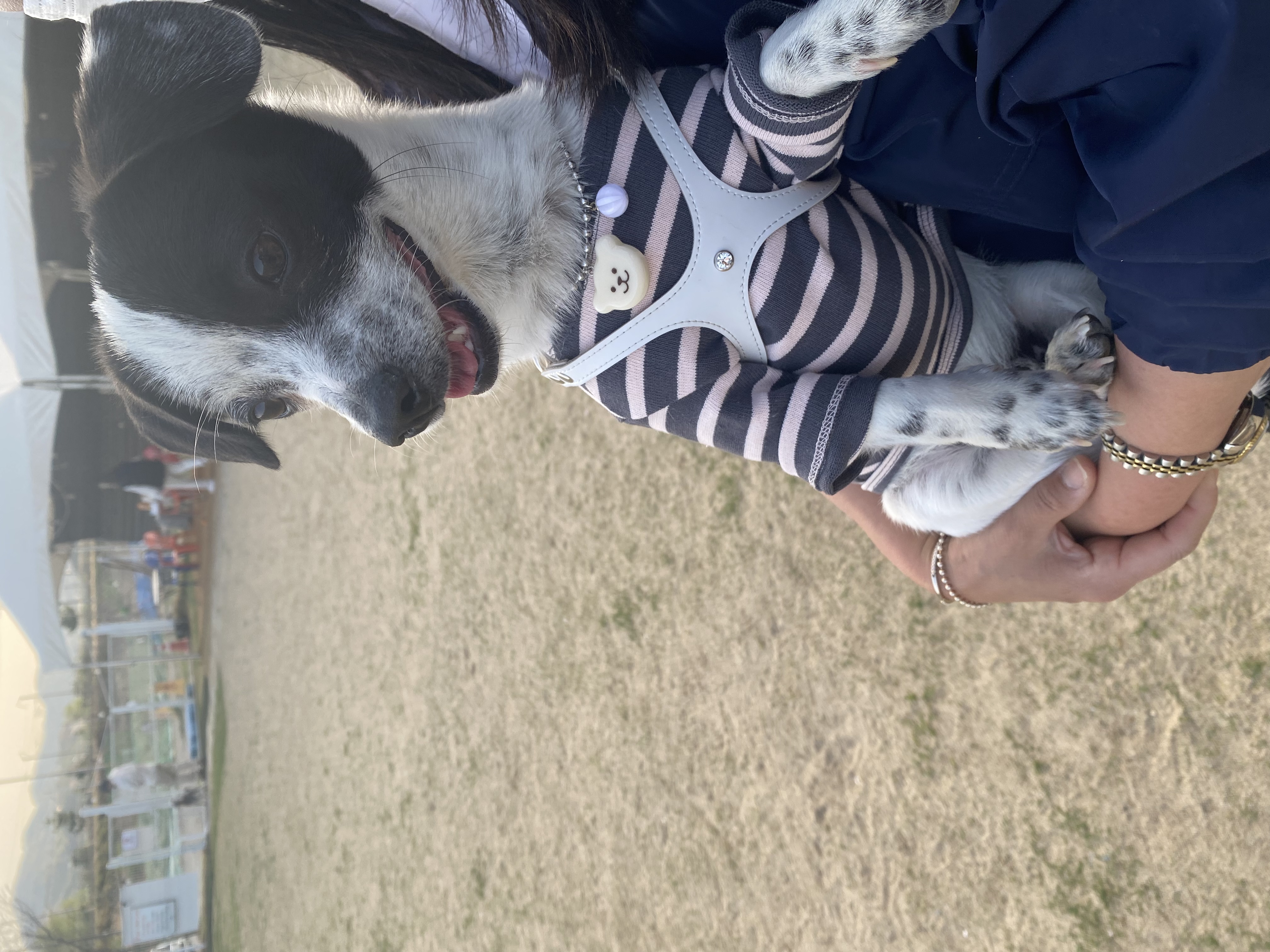 아키(하얀이)가 온지 6개월이 지났습니다!