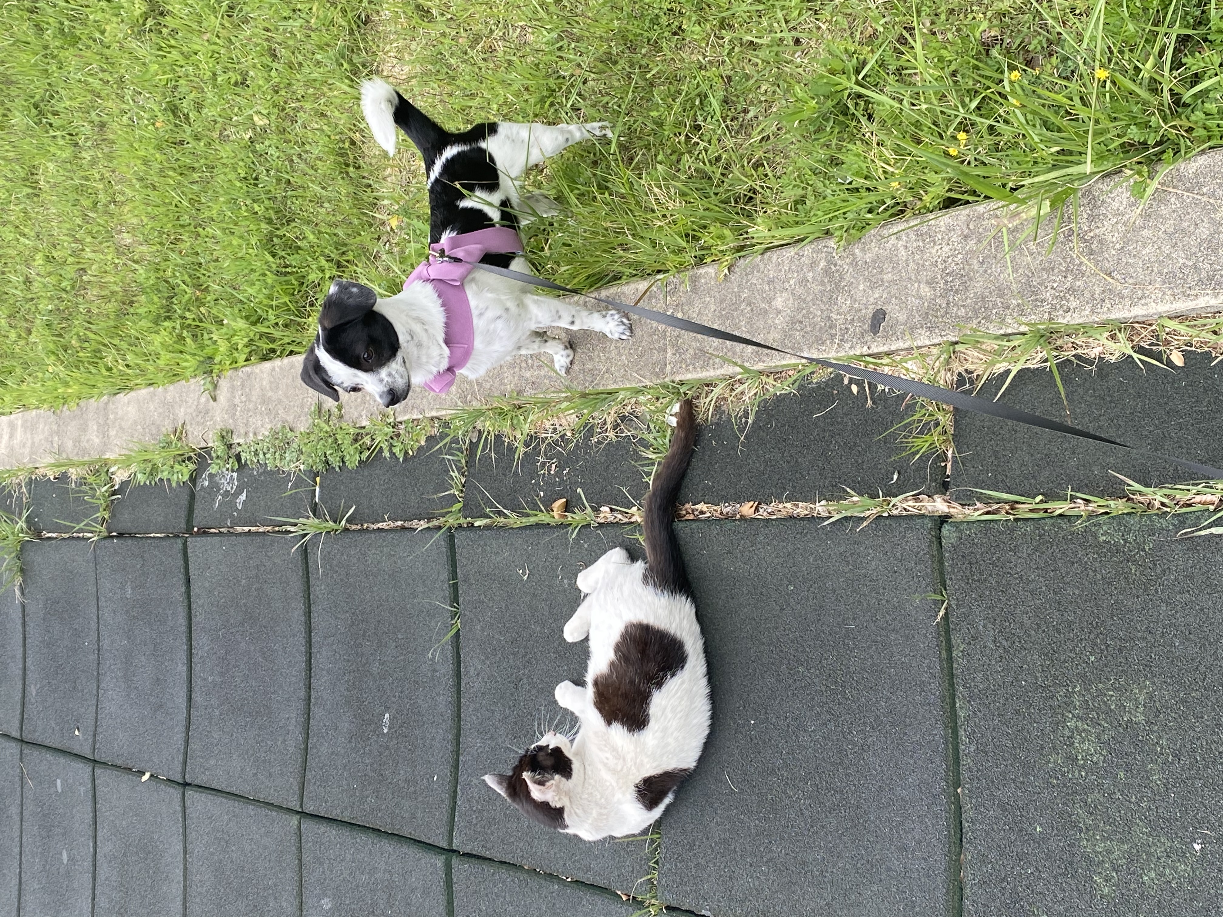 아키(하얀이)가 온지 6개월이 지났습니다!