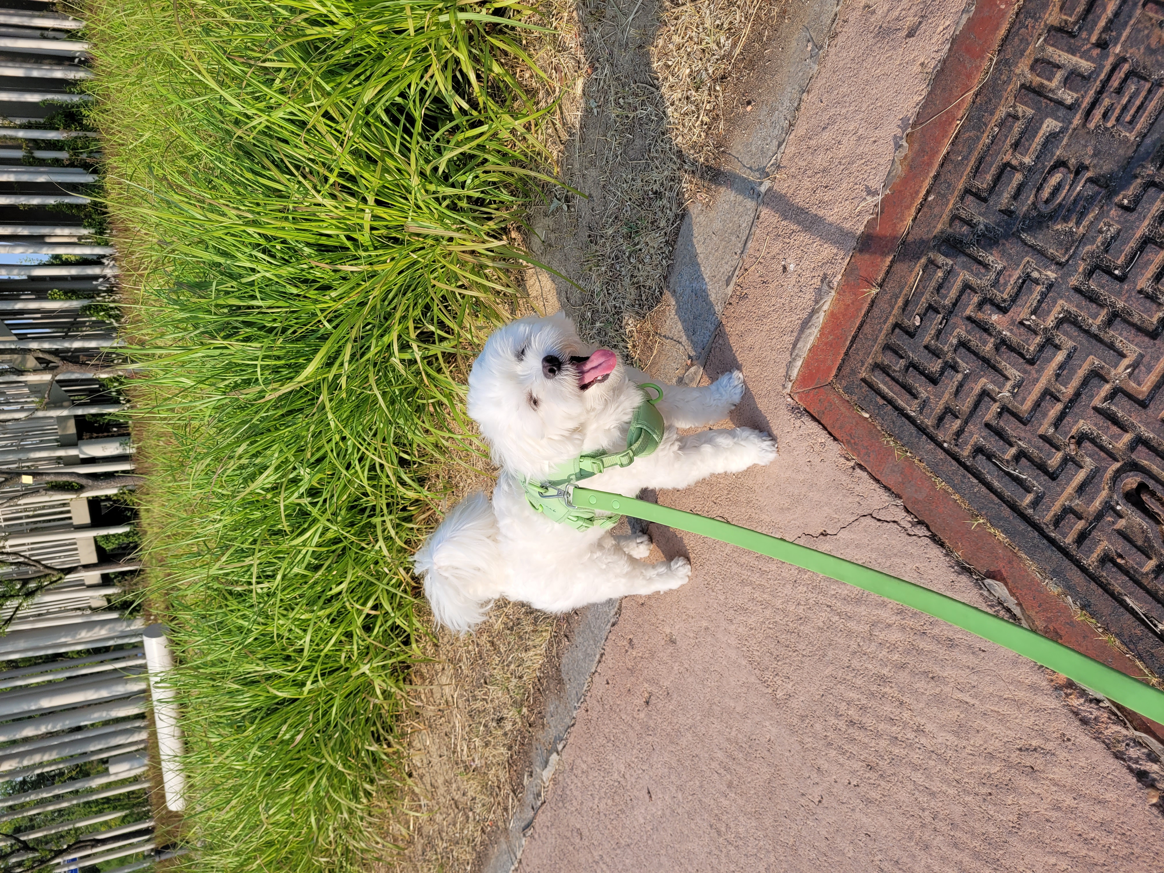 곤지암 청이 입양 후기 입니다~~(현 호두)