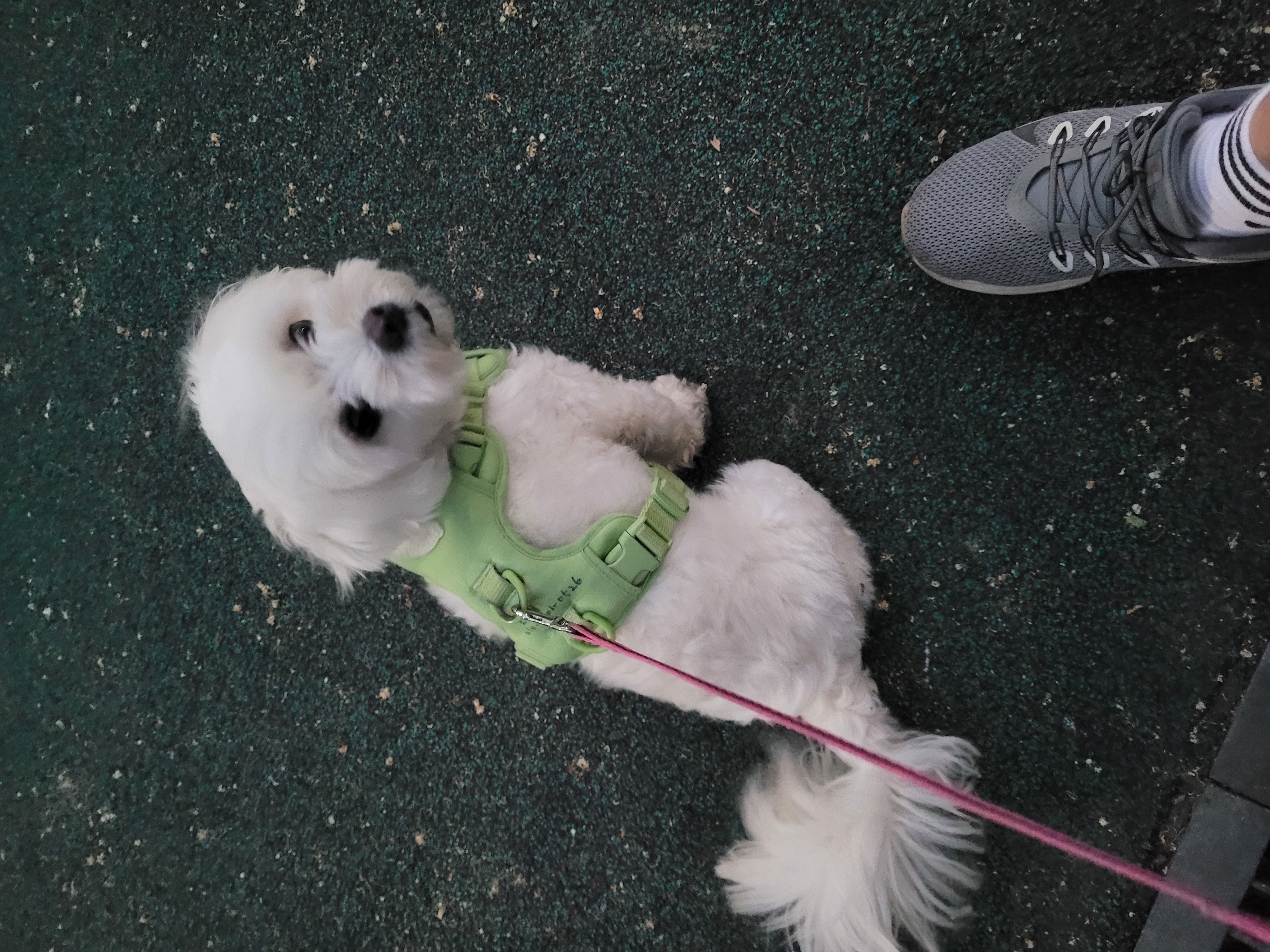 곤지암 청이 입양 후기 입니다~~(현 호두)