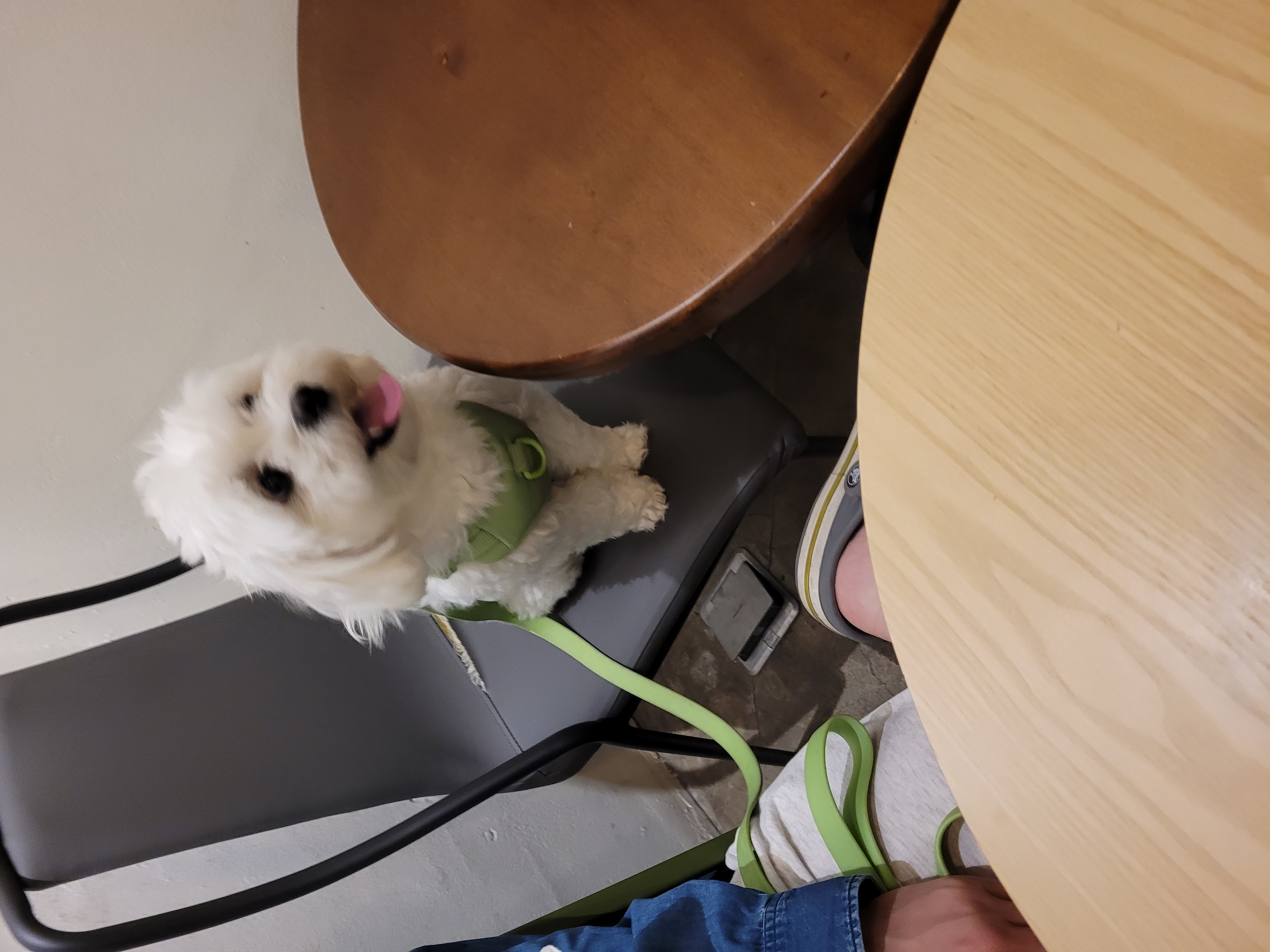 곤지암 청이 입양 후기 입니다~~(현 호두)