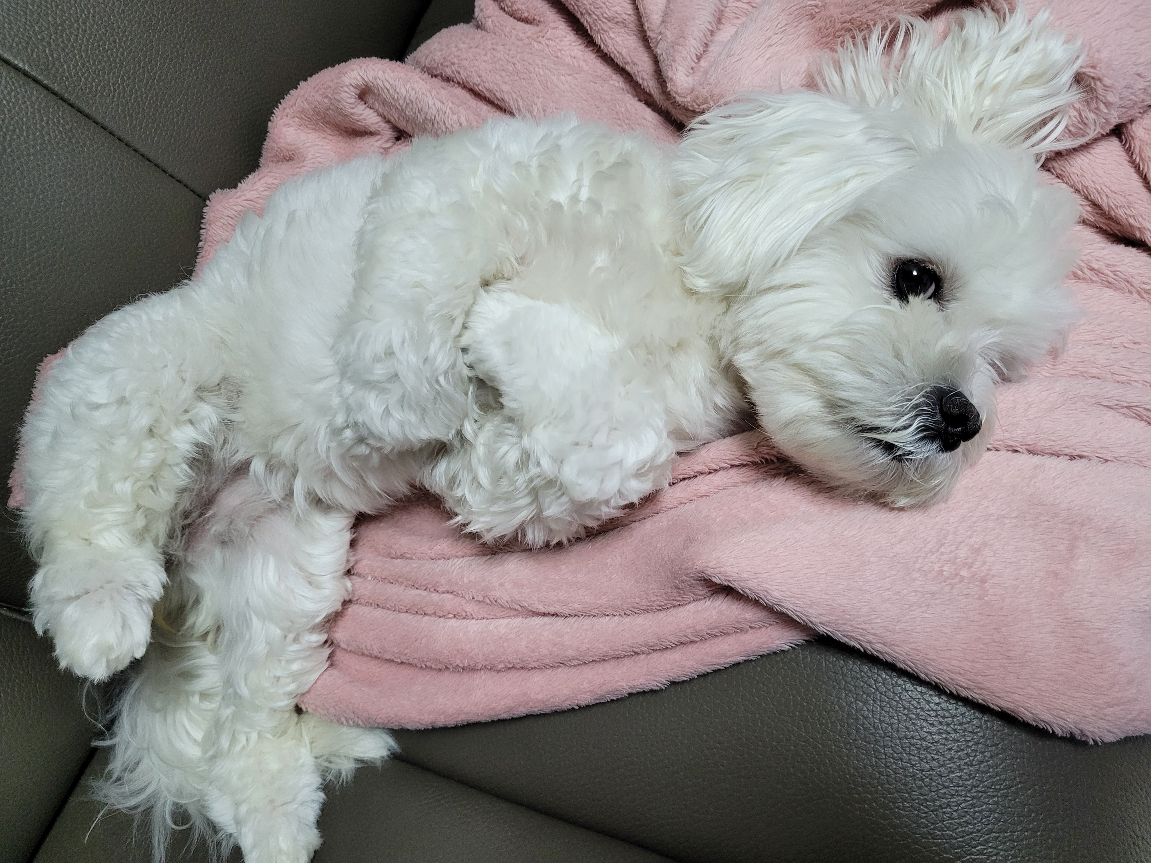 곤지암 청이 입양 후기 입니다~~(현 호두)
