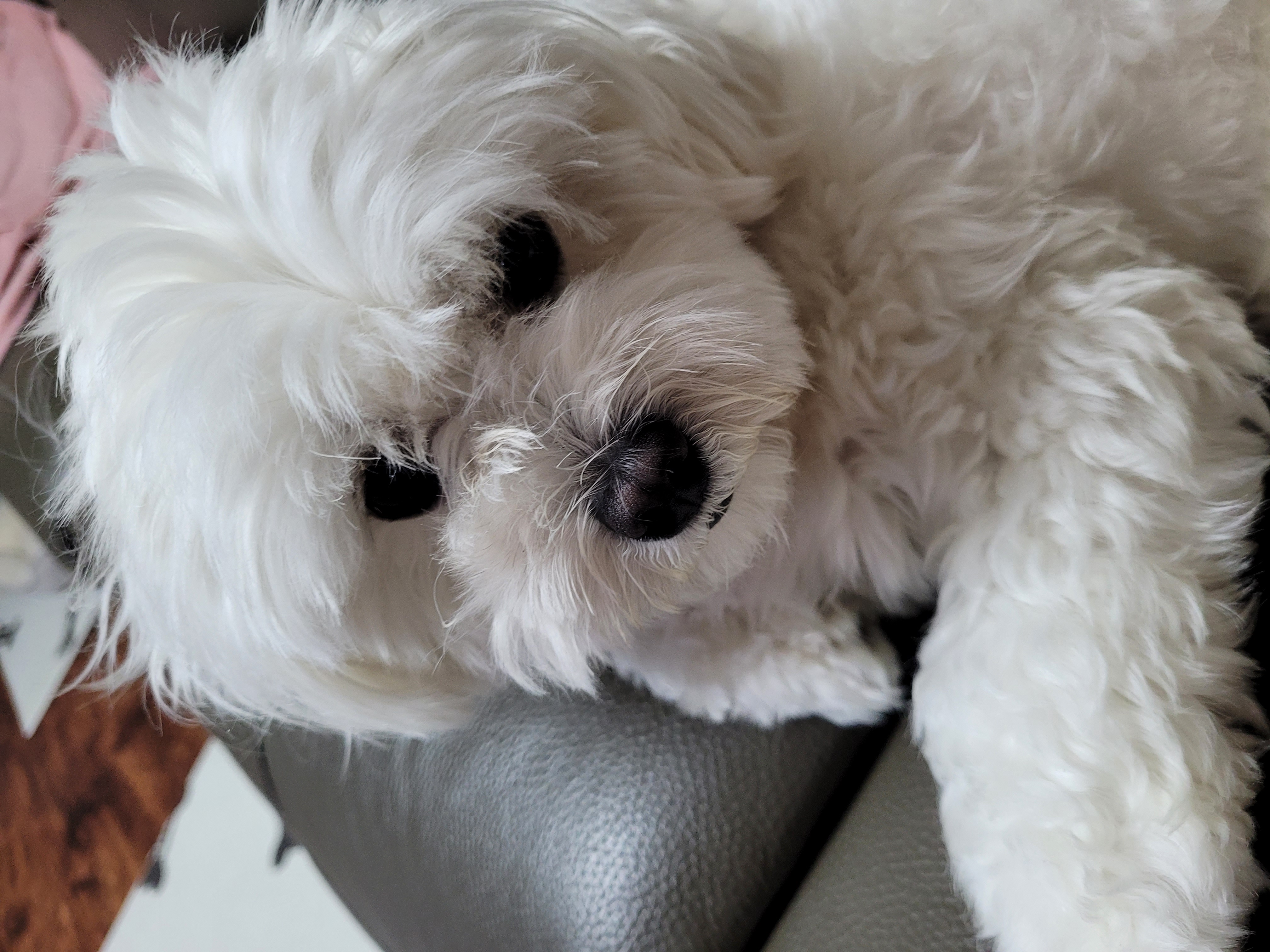 곤지암 청이 입양 후기 입니다~~(현 호두)