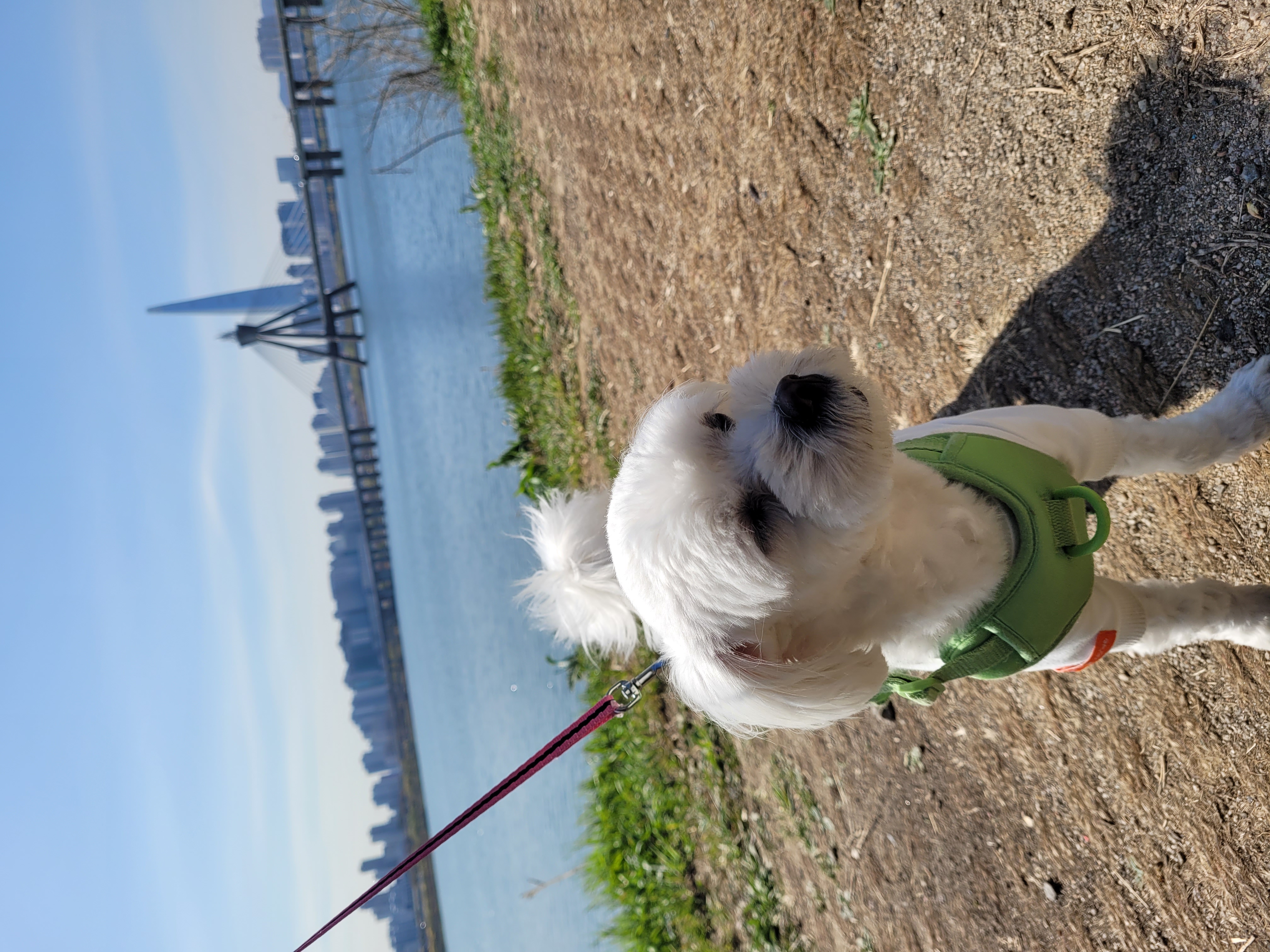 곤지암 청이 입양 후기 입니다~~(현 호두)