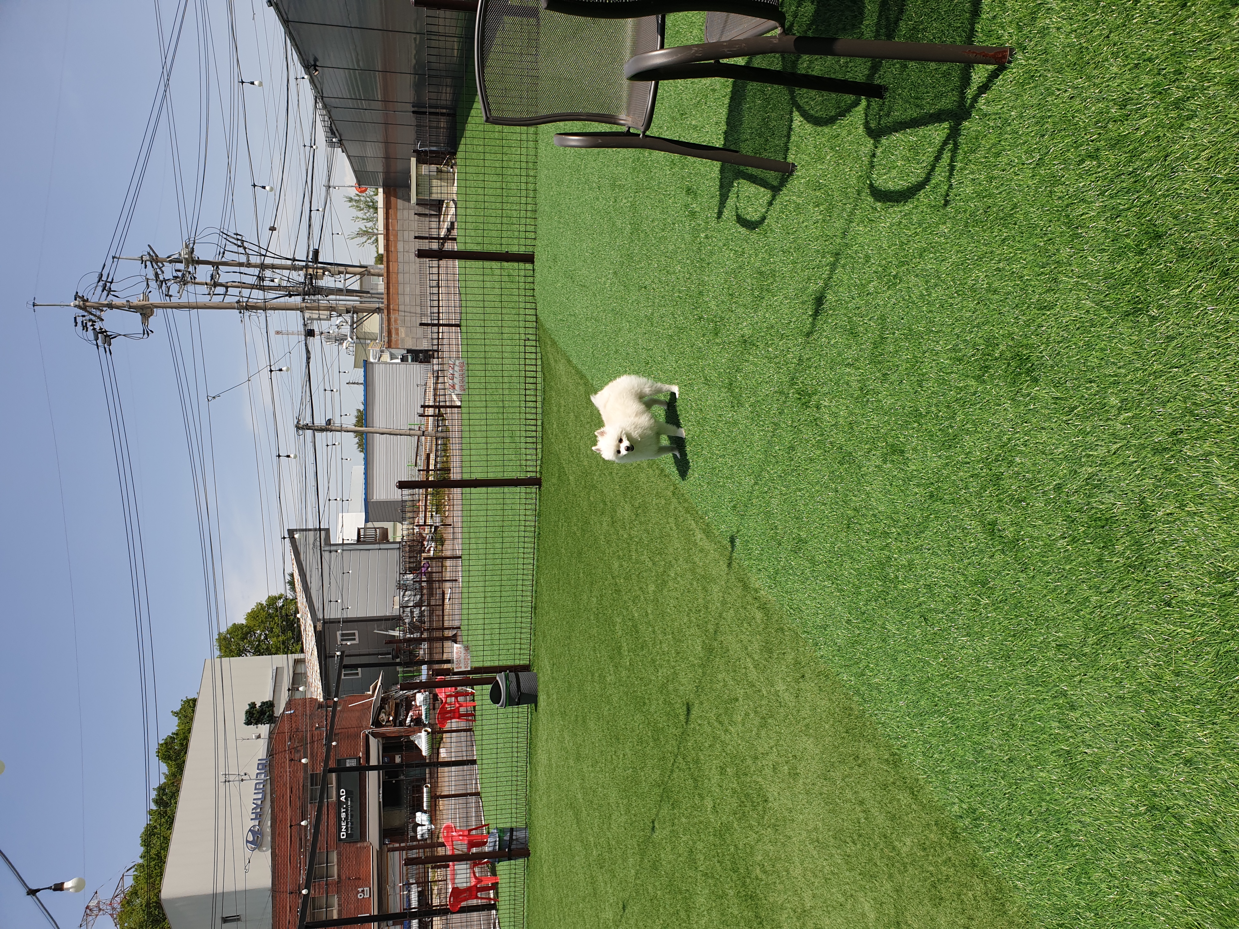 아라( 만두) 입양후 3개월 후기