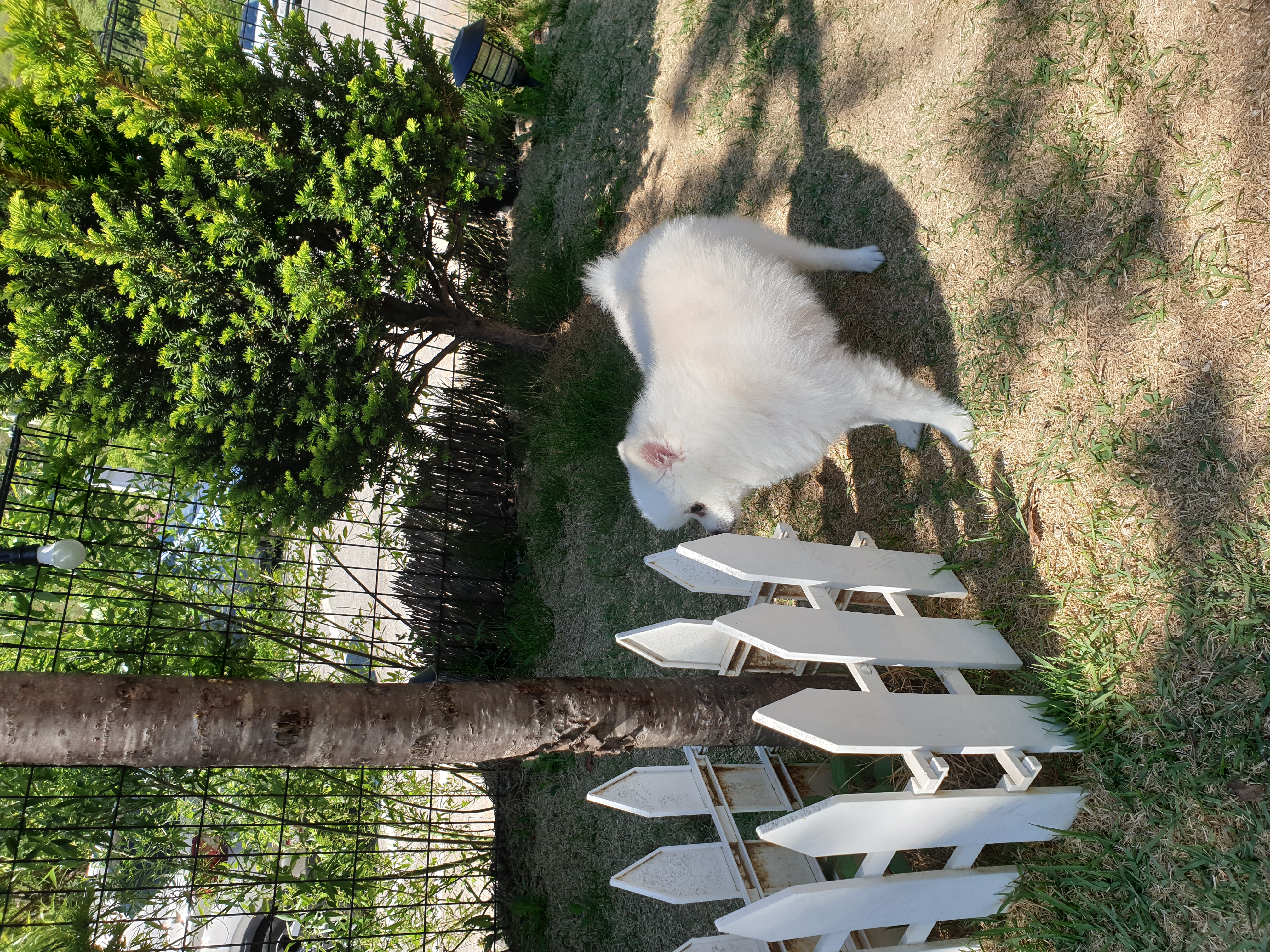 아라( 만두) 입양후 3개월 후기