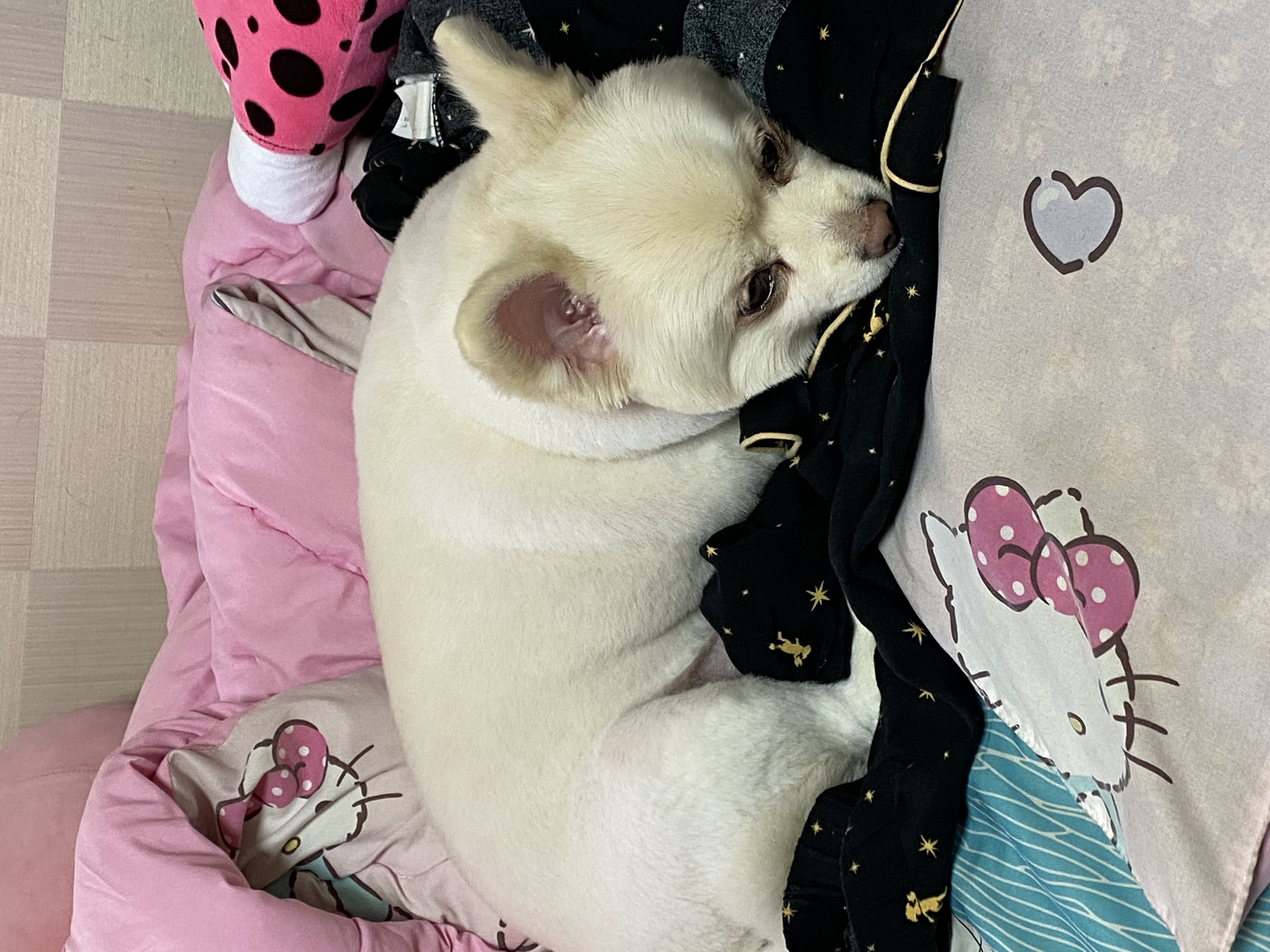 도비(곤지암-29)408일