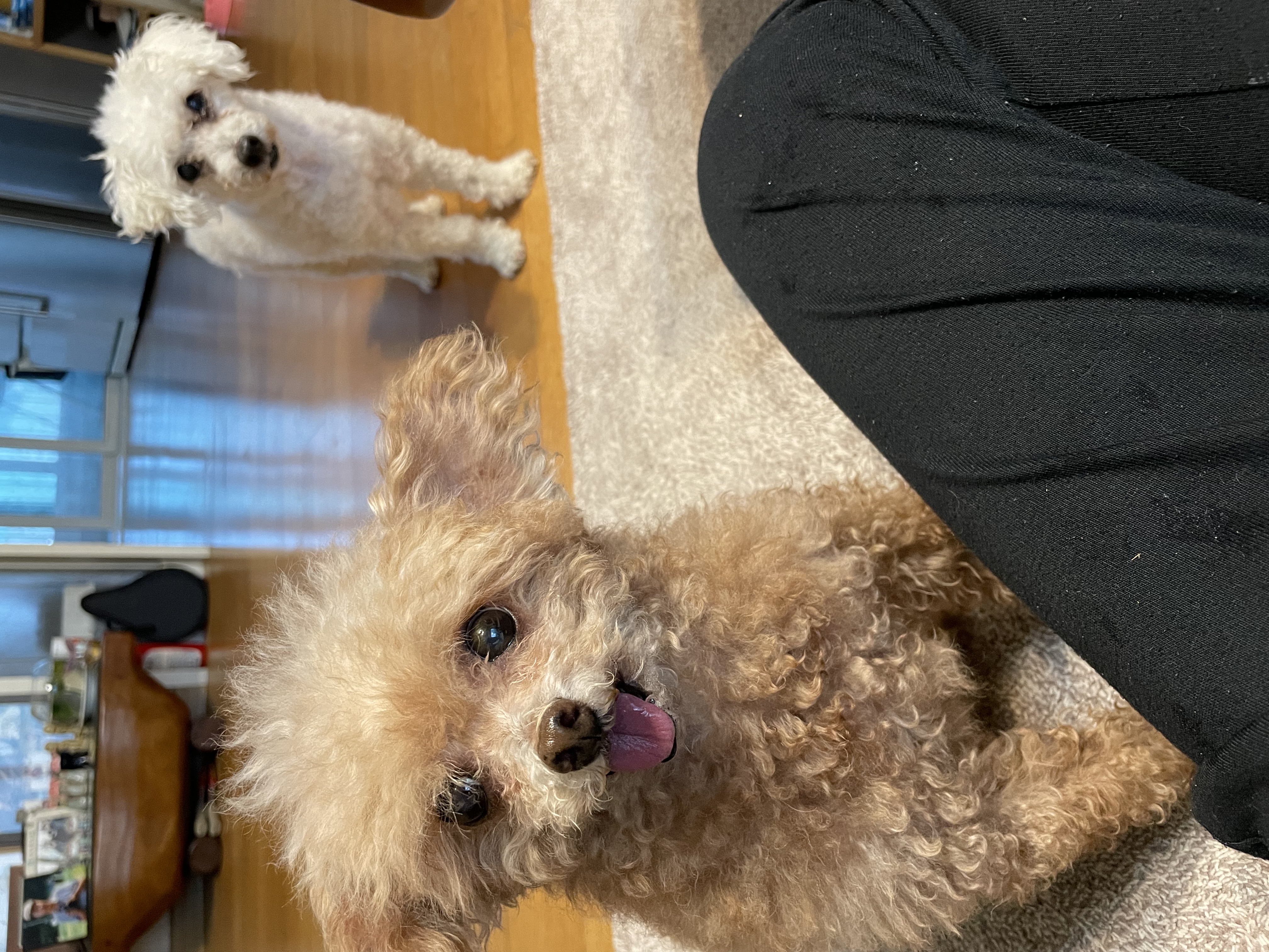 라니(구 치멍) 입양 6년차 후기