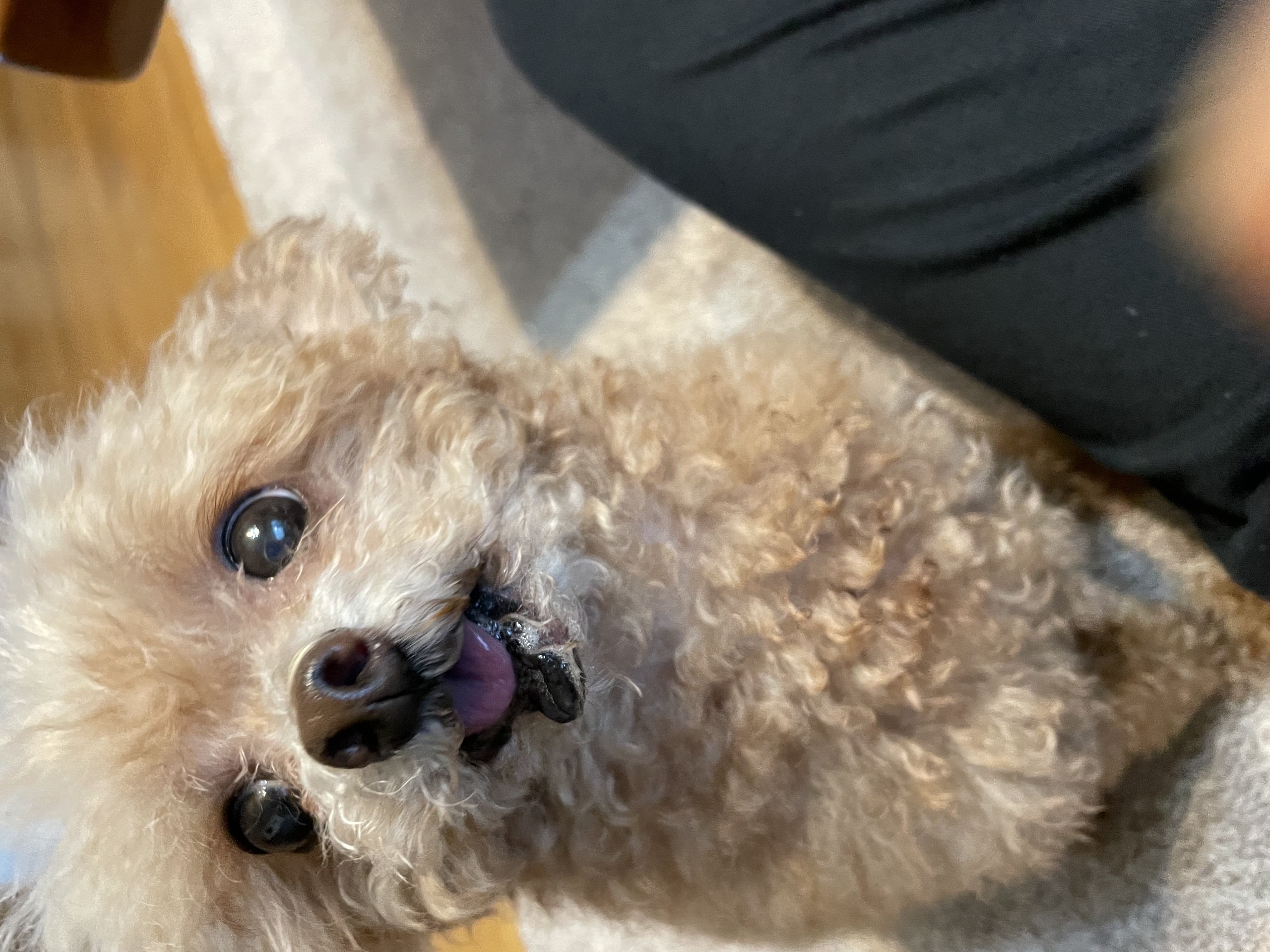 라니(구 치멍) 입양 6년차 후기