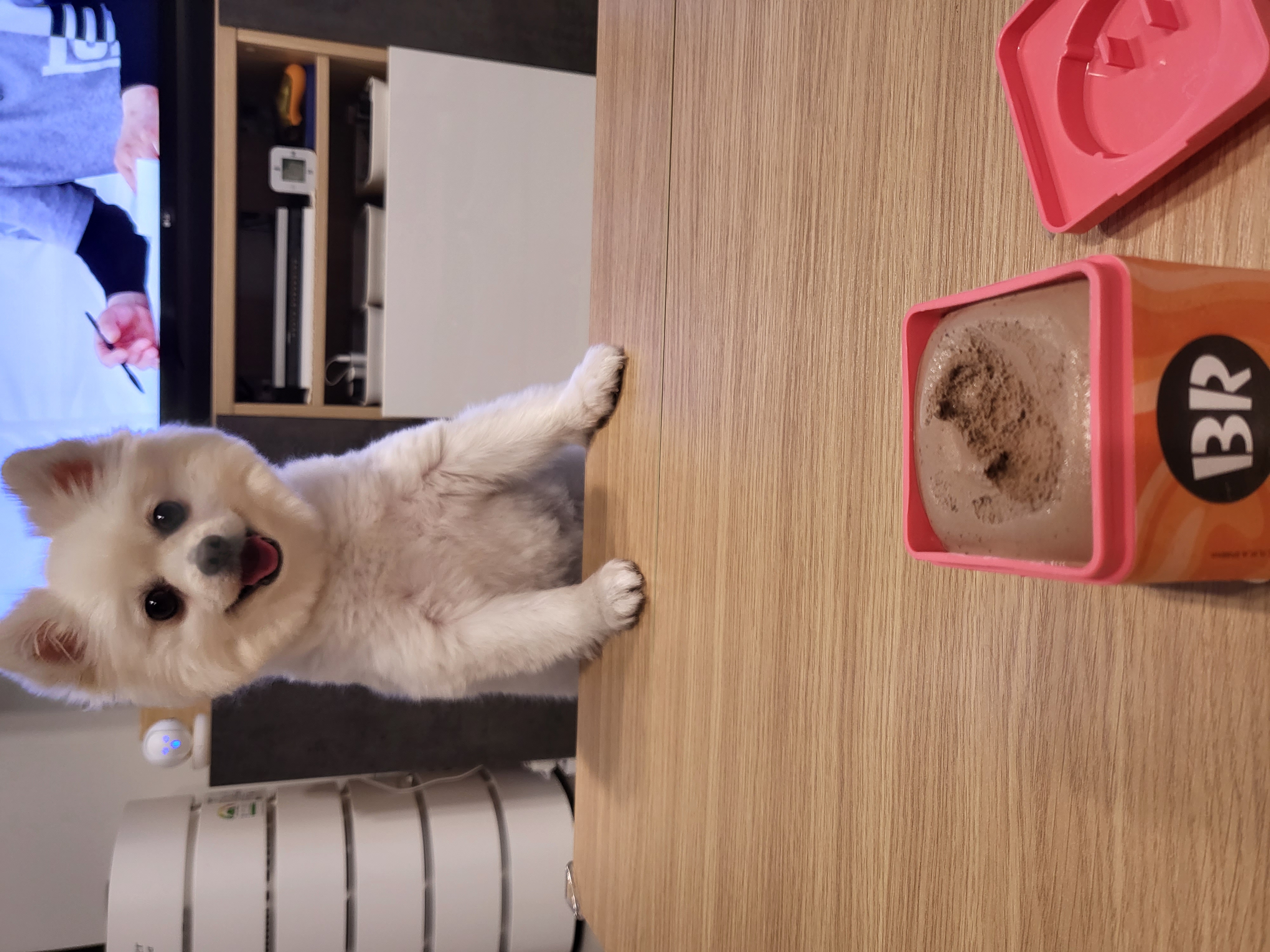 김가루 1년 되었어요~♡(곤지암오잉이)