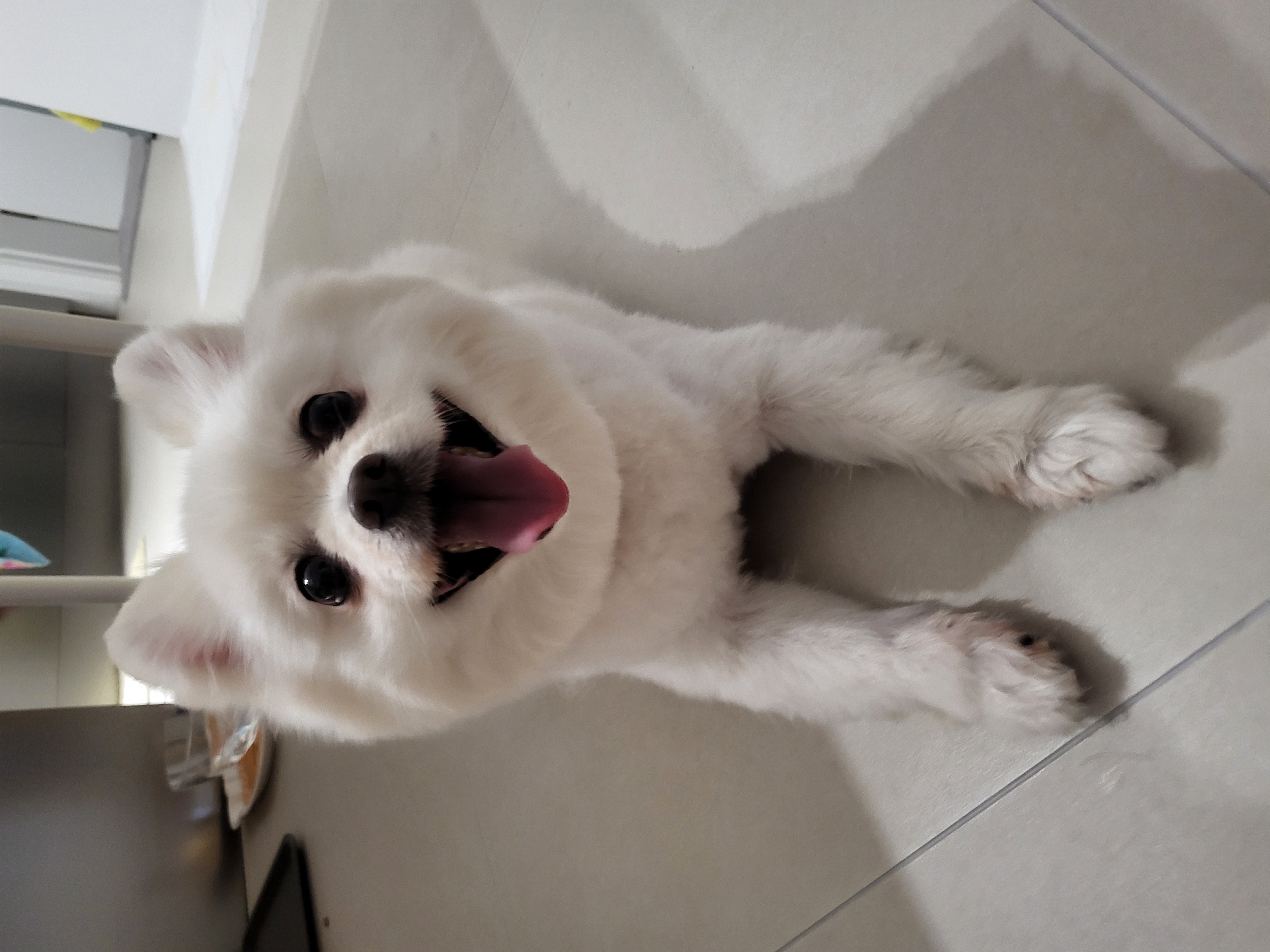 김가루 1년 되었어요~♡(곤지암오잉이)