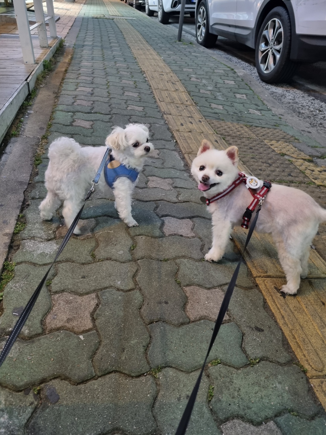 레이(구, 육곤이) 입양 1년 되었어요~