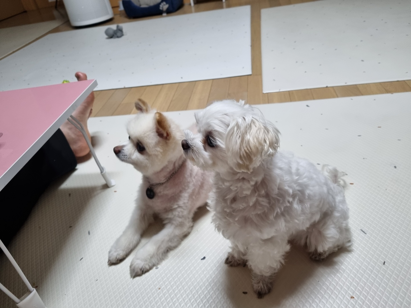 레이(구, 육곤이) 입양 1년 되었어요~