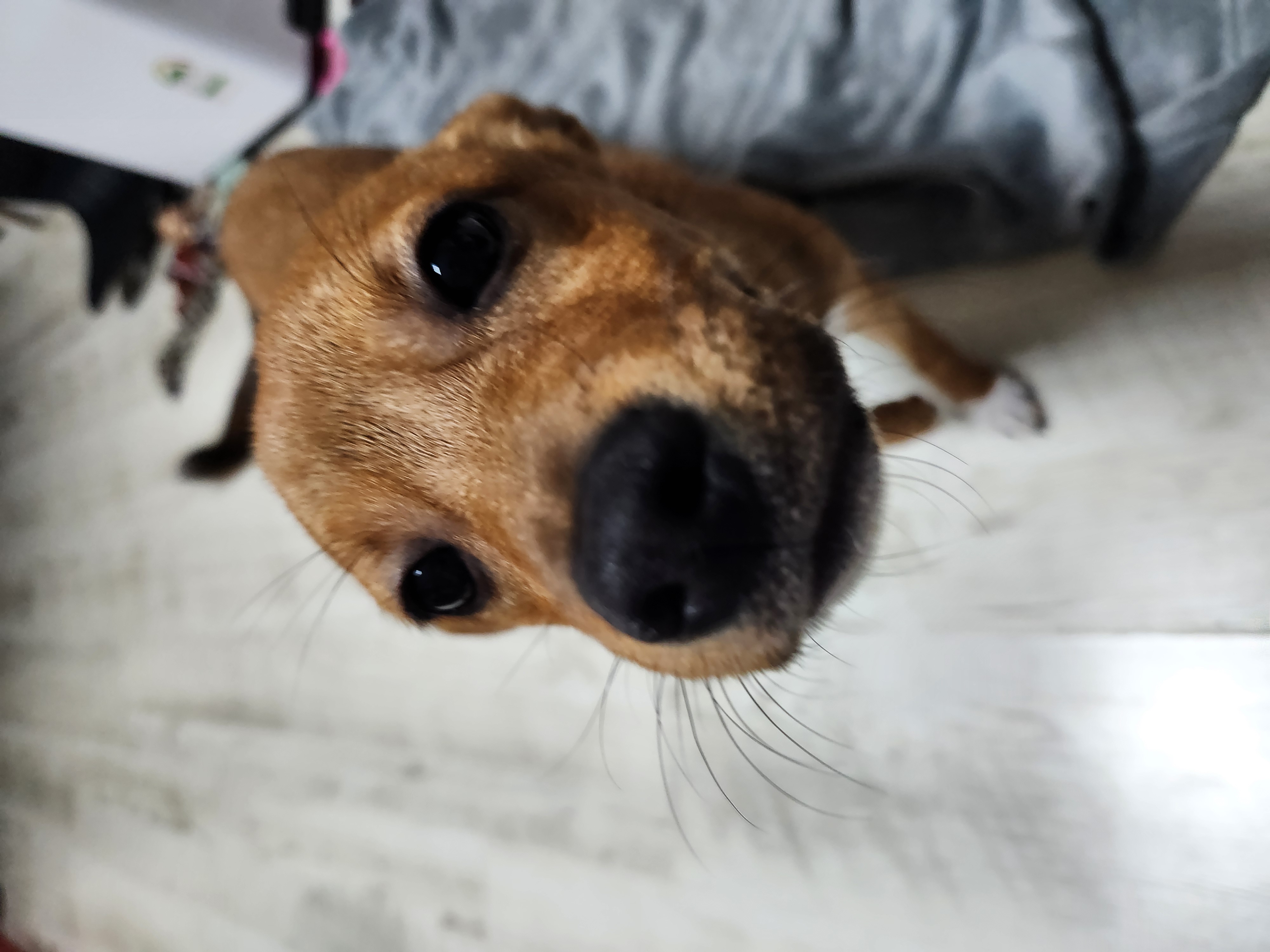 수온(구.다다) 입양 3개월, 생후 5개월 모습