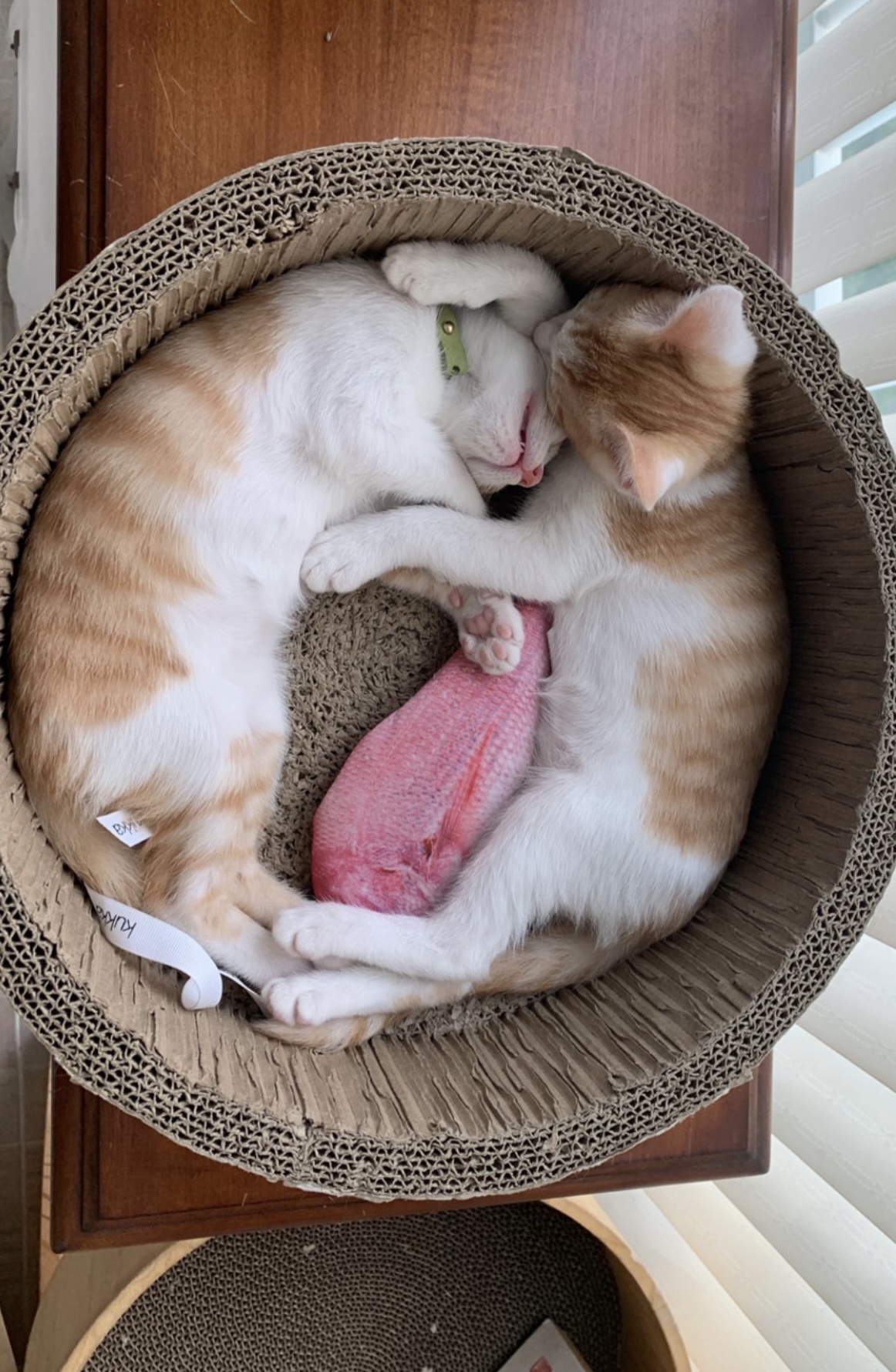 바니(용감)&차니(씩씩)1주일 ~