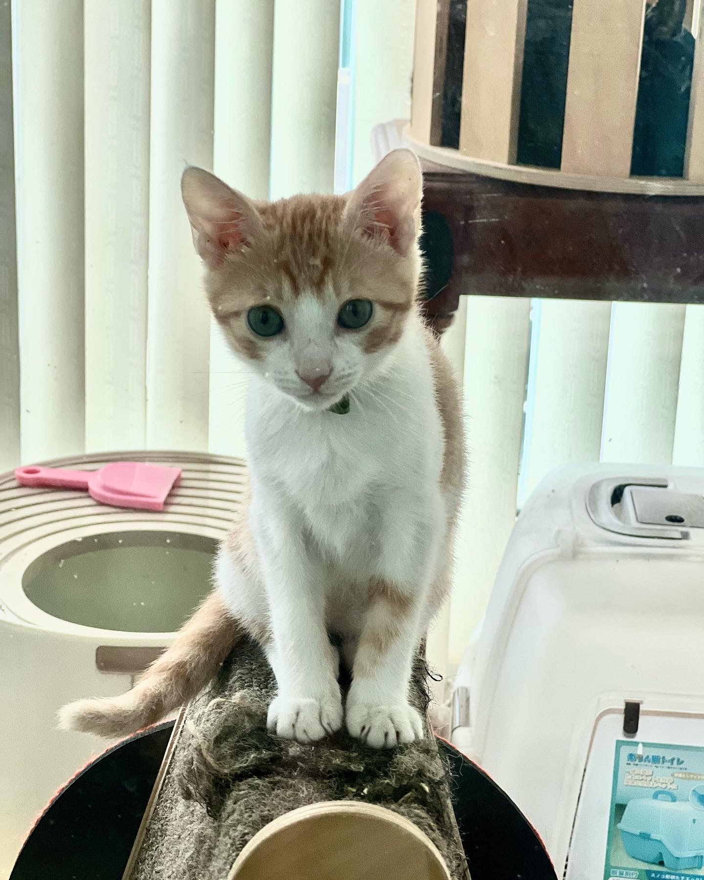 바니(용감)&차니(씩씩)1주일 ~