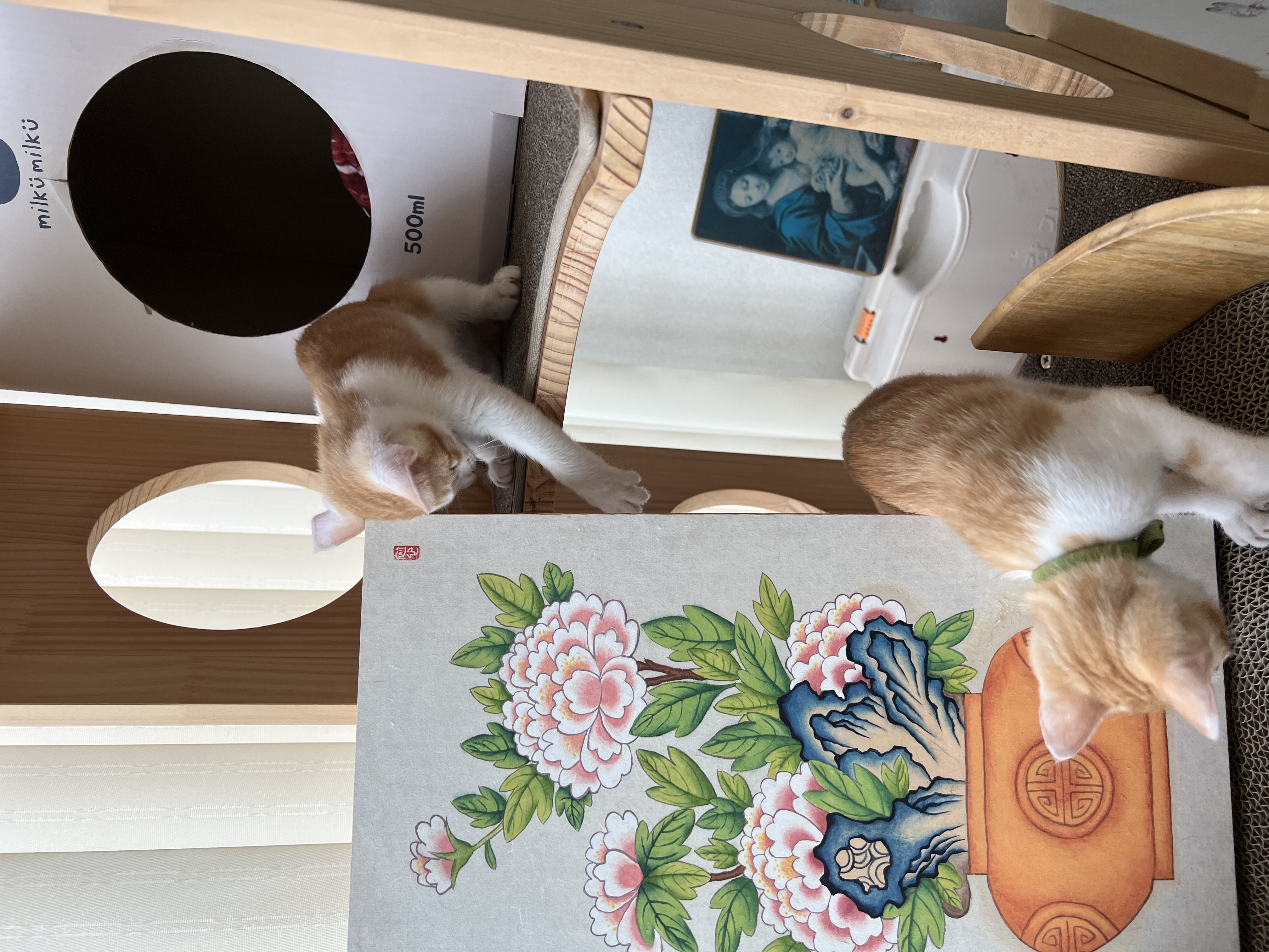 바니(용감)&차니(씩씩)1주일 ~