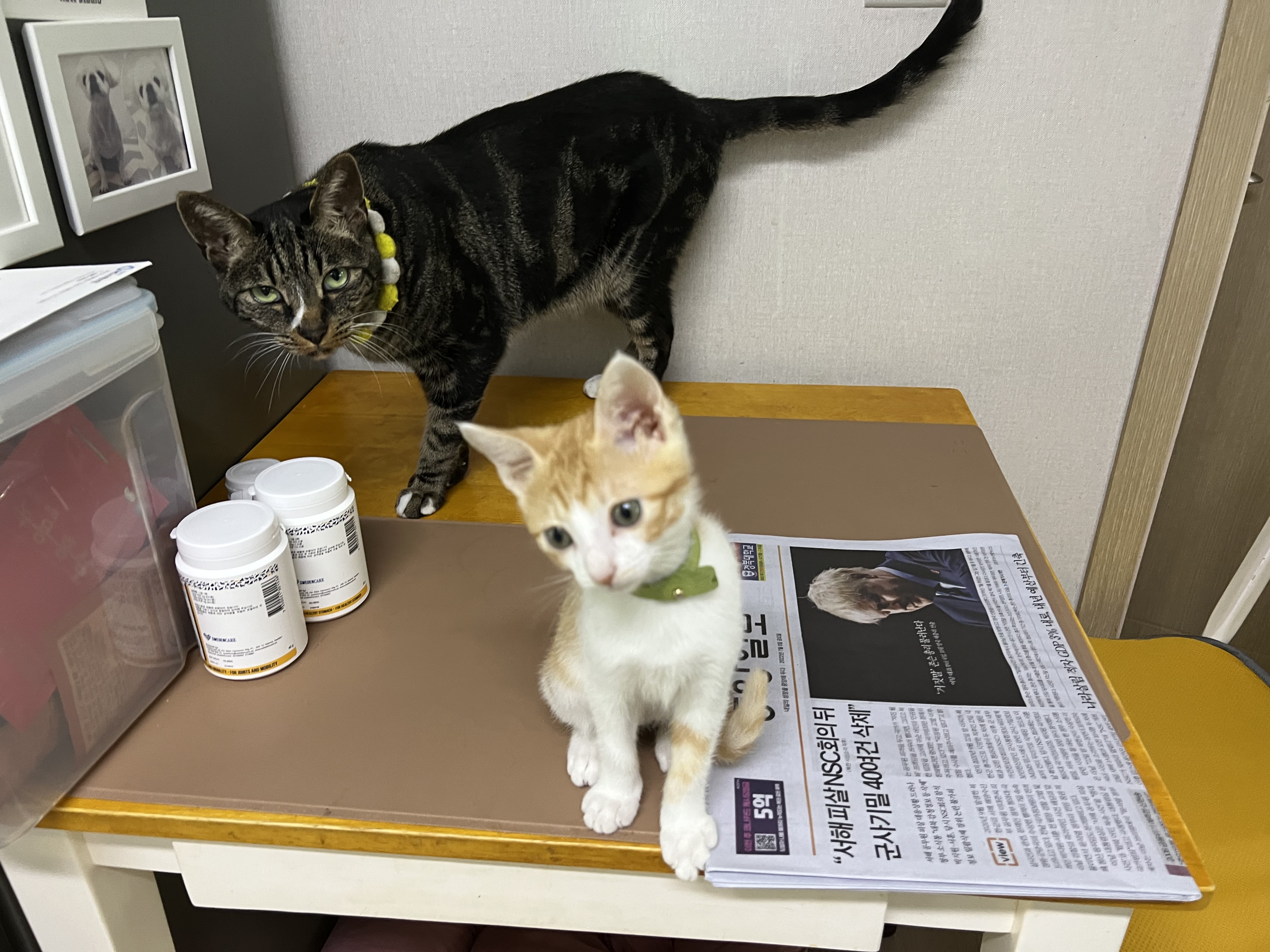 바니(용감)&차니(씩씩)1주일 ~