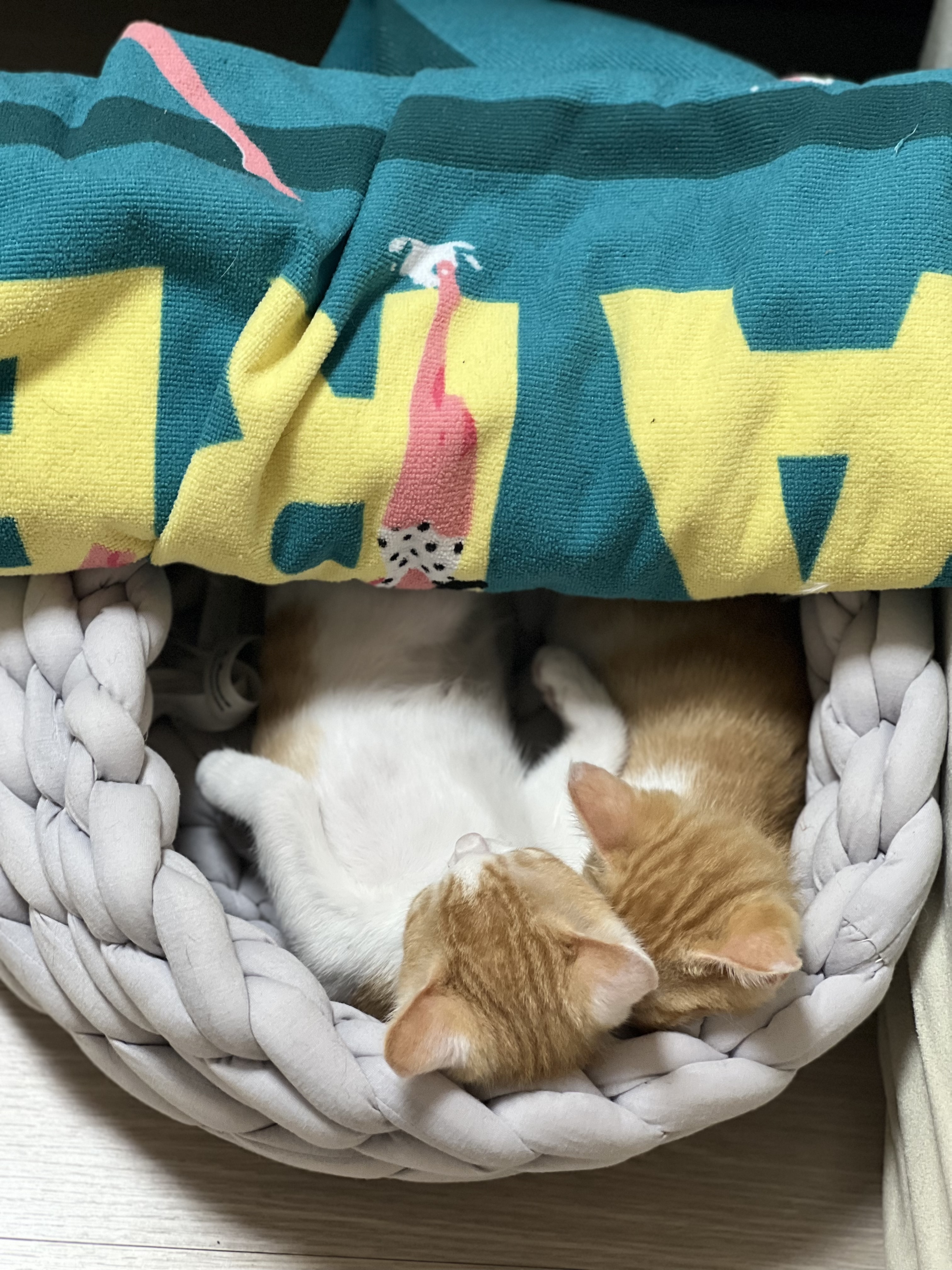 바니(용감)&차니(씩씩)1주일 ~