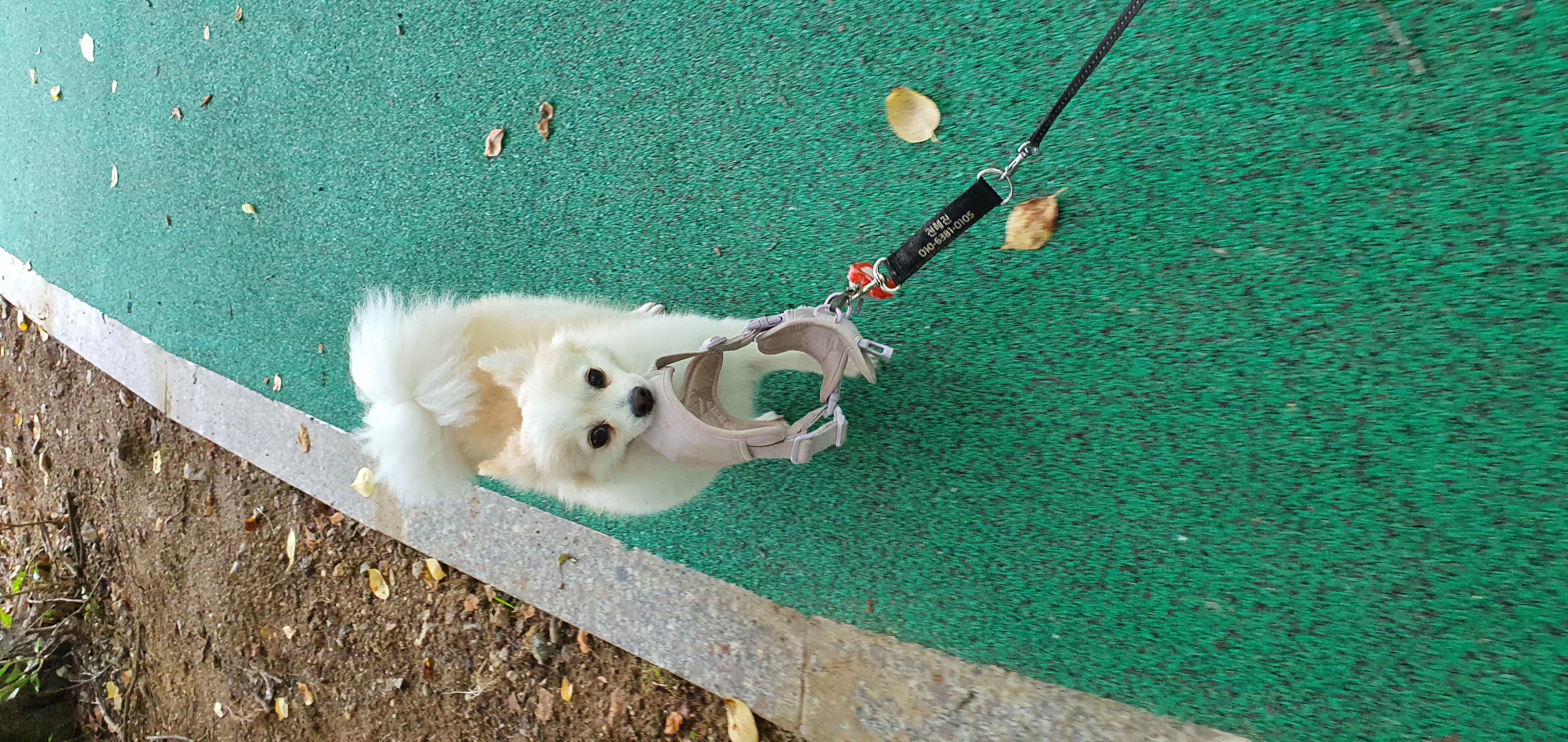 곤지암 몽쉘이(땅콩)이 1년 소식 전하러왔어요~!