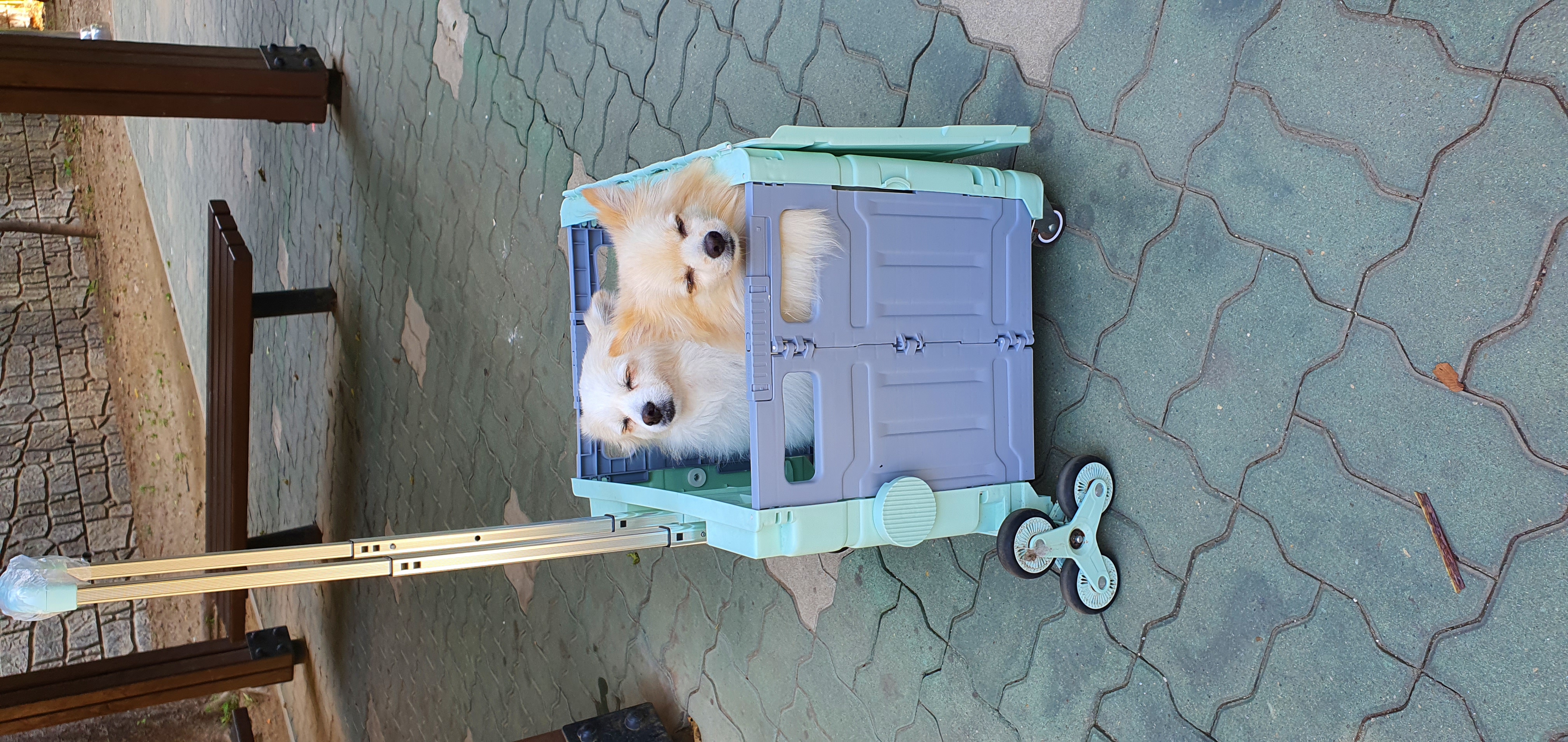 곤지암 몽쉘이(땅콩)이 1년 소식 전하러왔어요~!