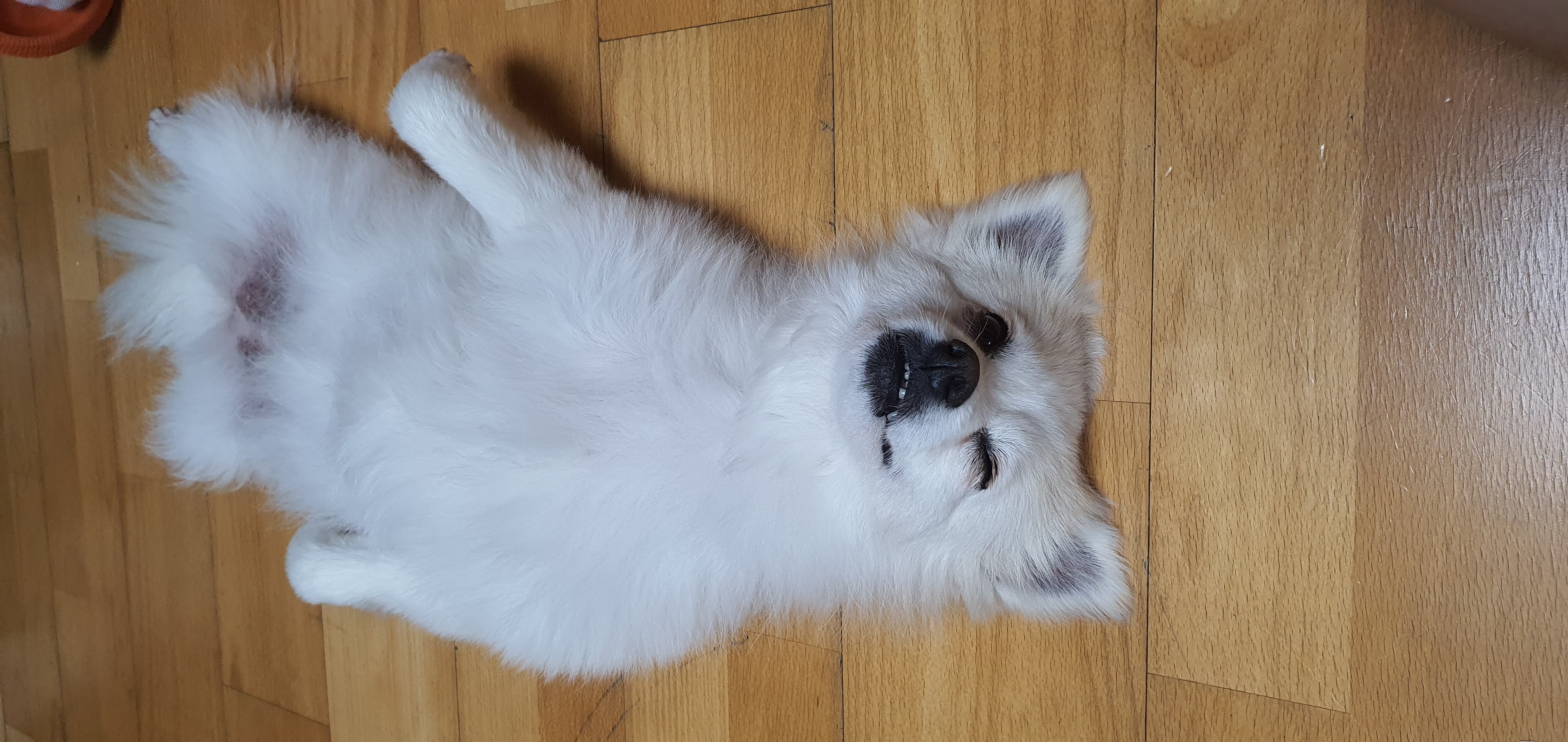 곤지암 몽쉘이(땅콩)이 1년 소식 전하러왔어요~!