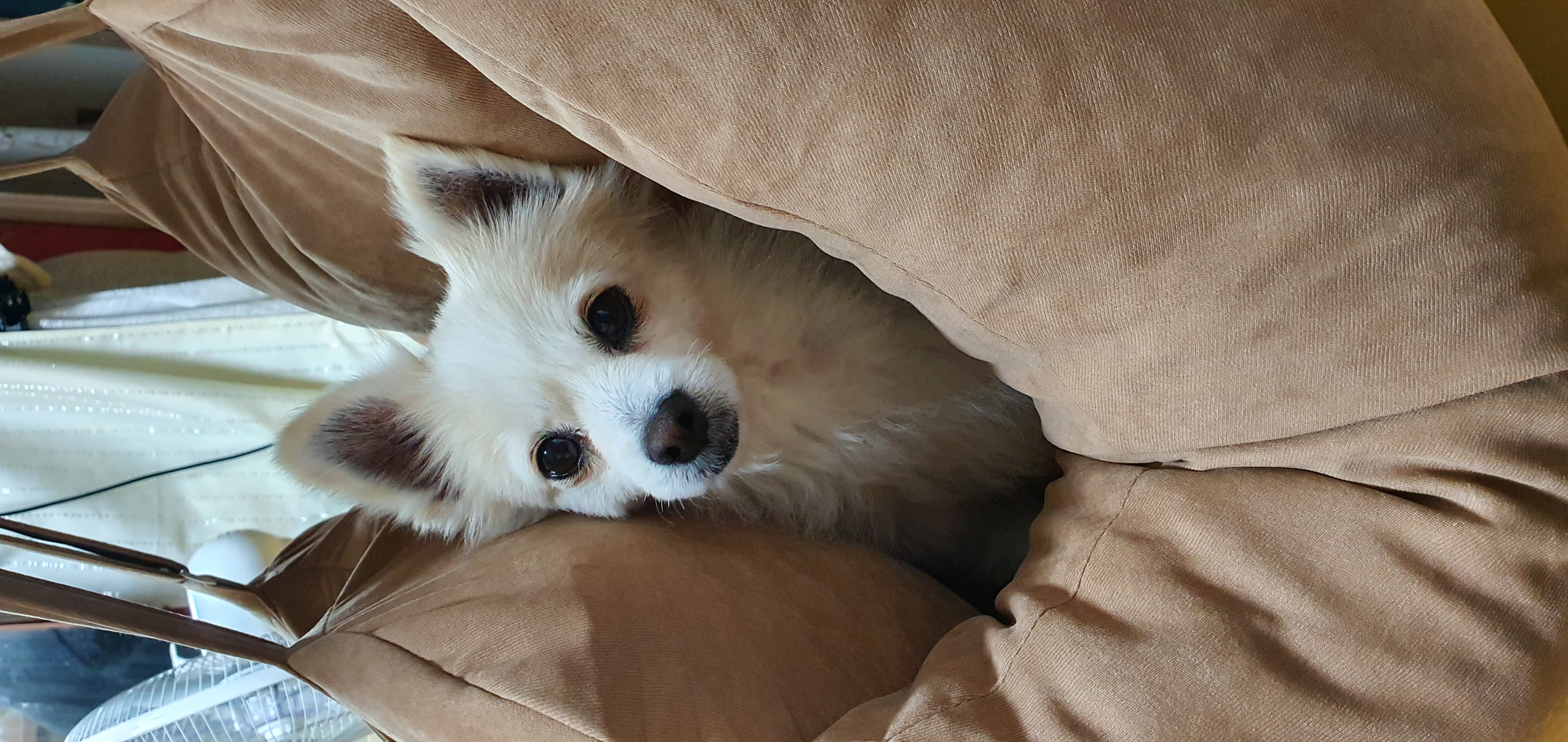 곤지암 몽쉘이(땅콩)이 1년 소식 전하러왔어요~!
