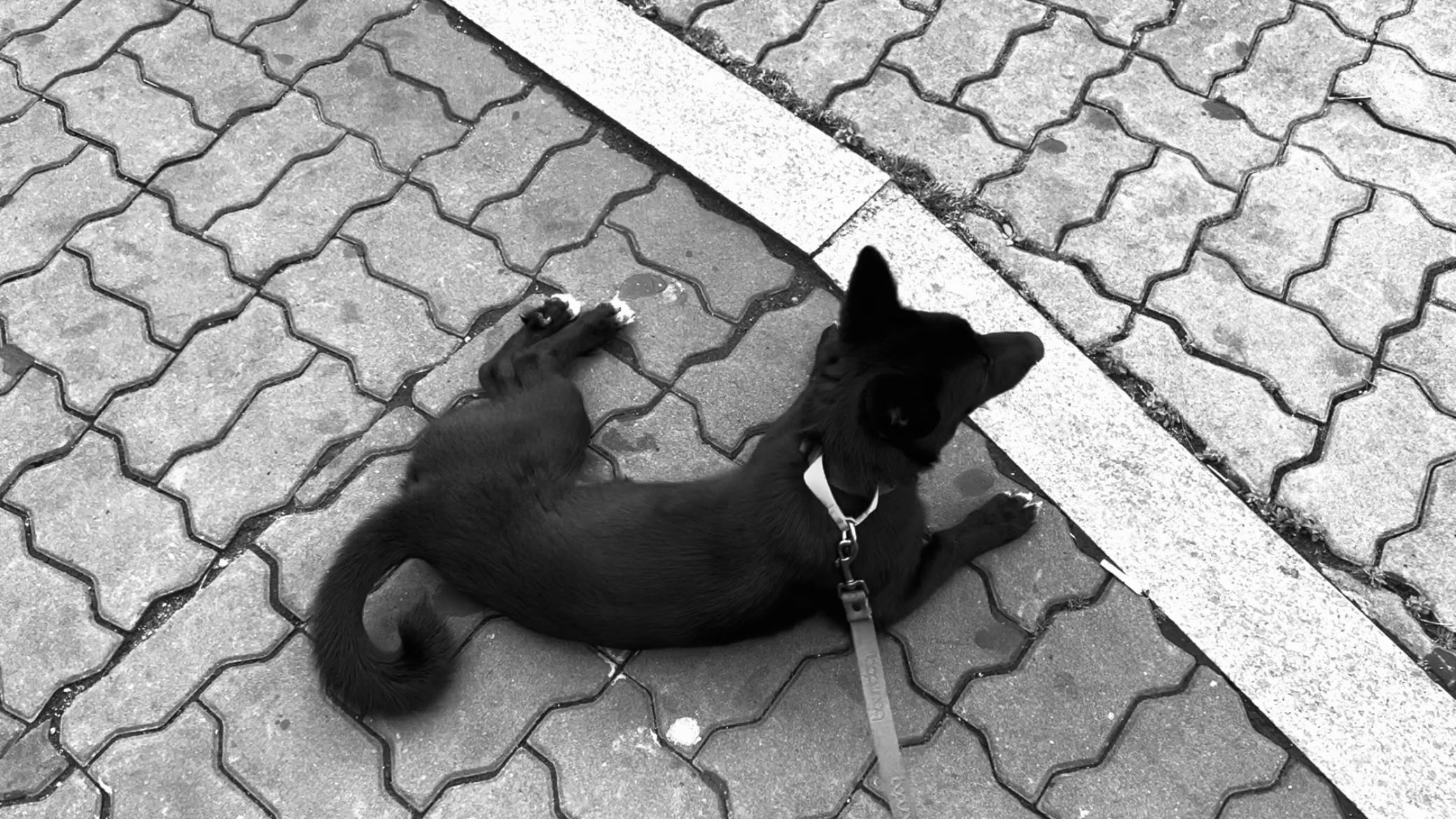 (레드)밤이가 집에 온지 한 달이 되었어요!