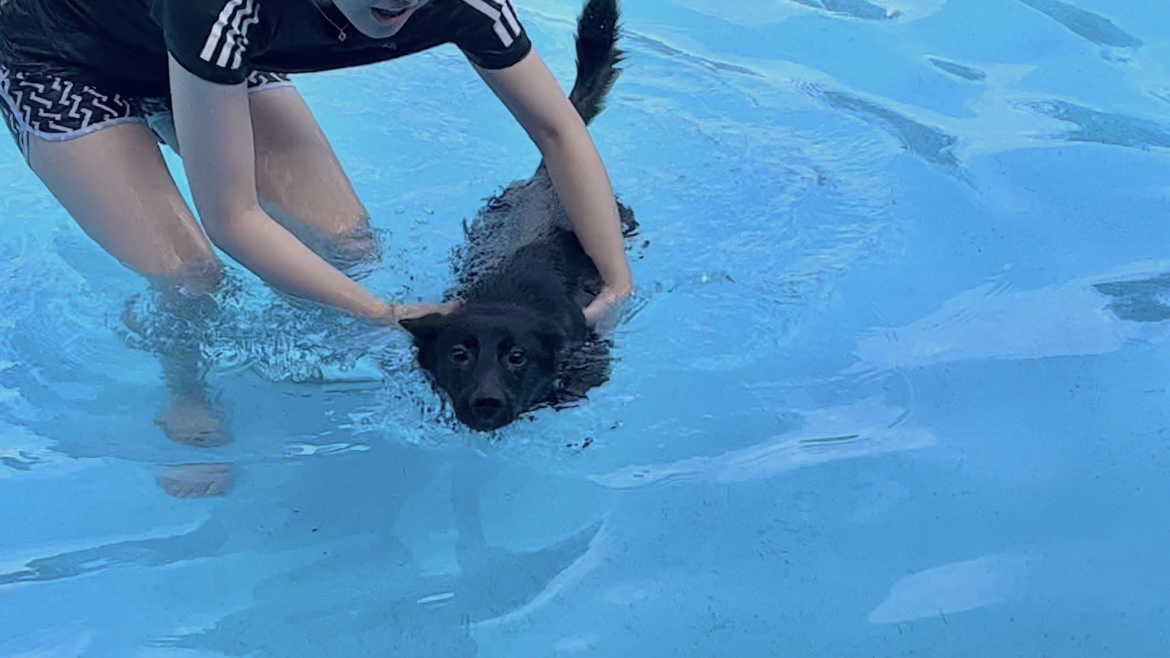 (레드)밤이가 집에 온지 한 달이 되었어요!